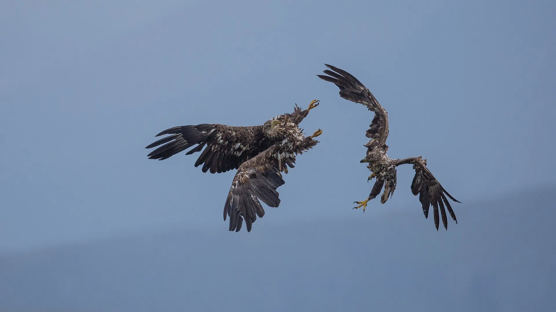 Bodø, Norvegia: da dove parte il traghetto per le Lofoten nel 2026 10 Aquila di mare