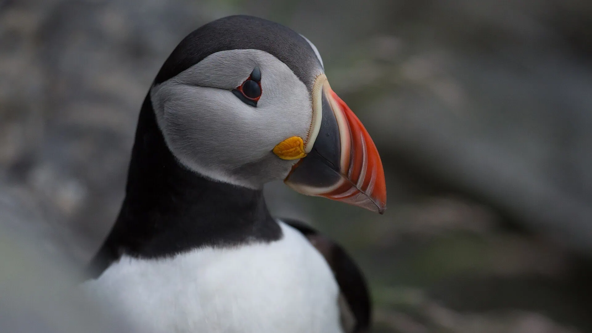 Vesterålen, Noruega: 6 cosas que ver y hacer 4 Isla de aves Bleiksøya y frailecillos