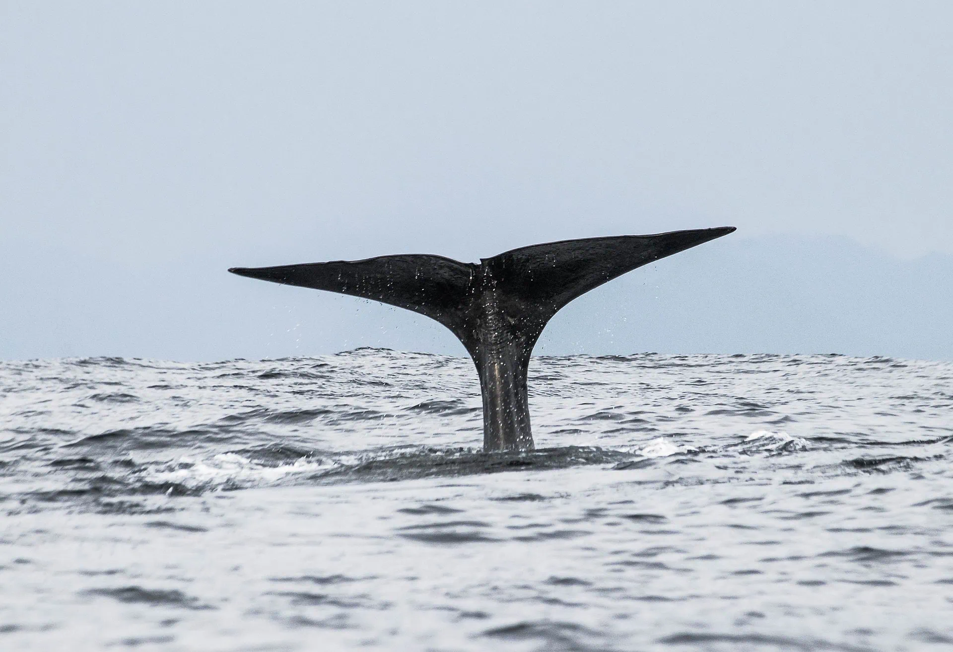 Vesterålen, Noruega: 6 cosas que ver y hacer 2 Safari de ballenas desde Andenes