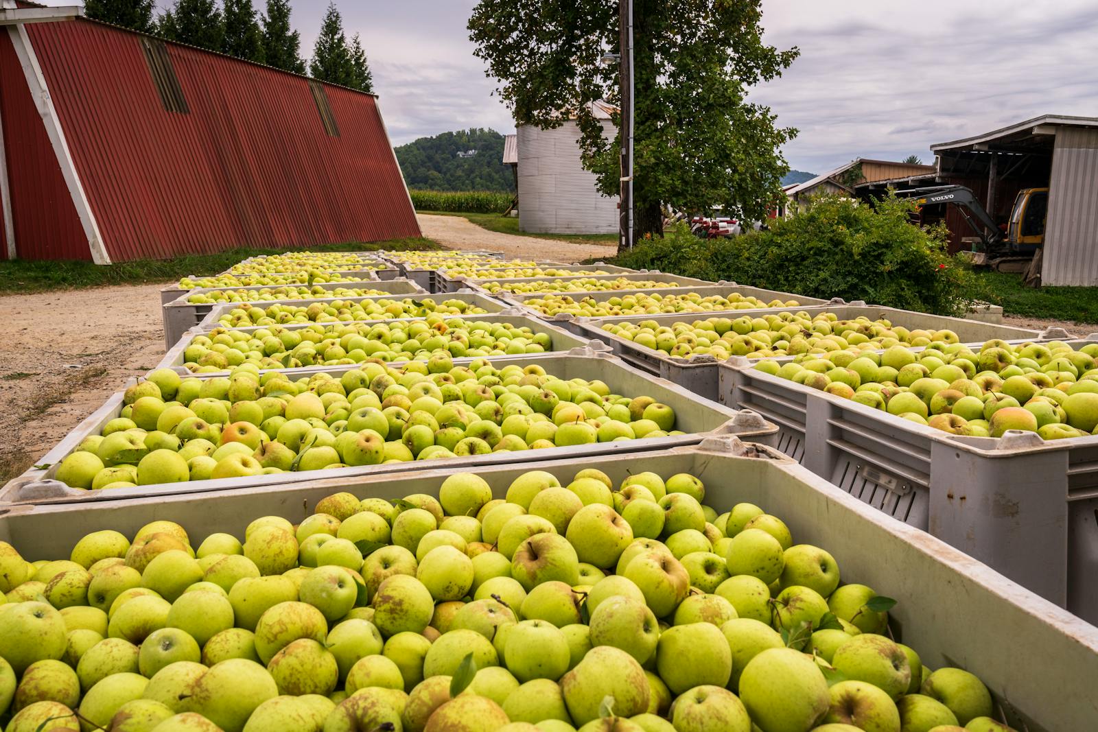 Frutteti di mele sulla Route du Cidre