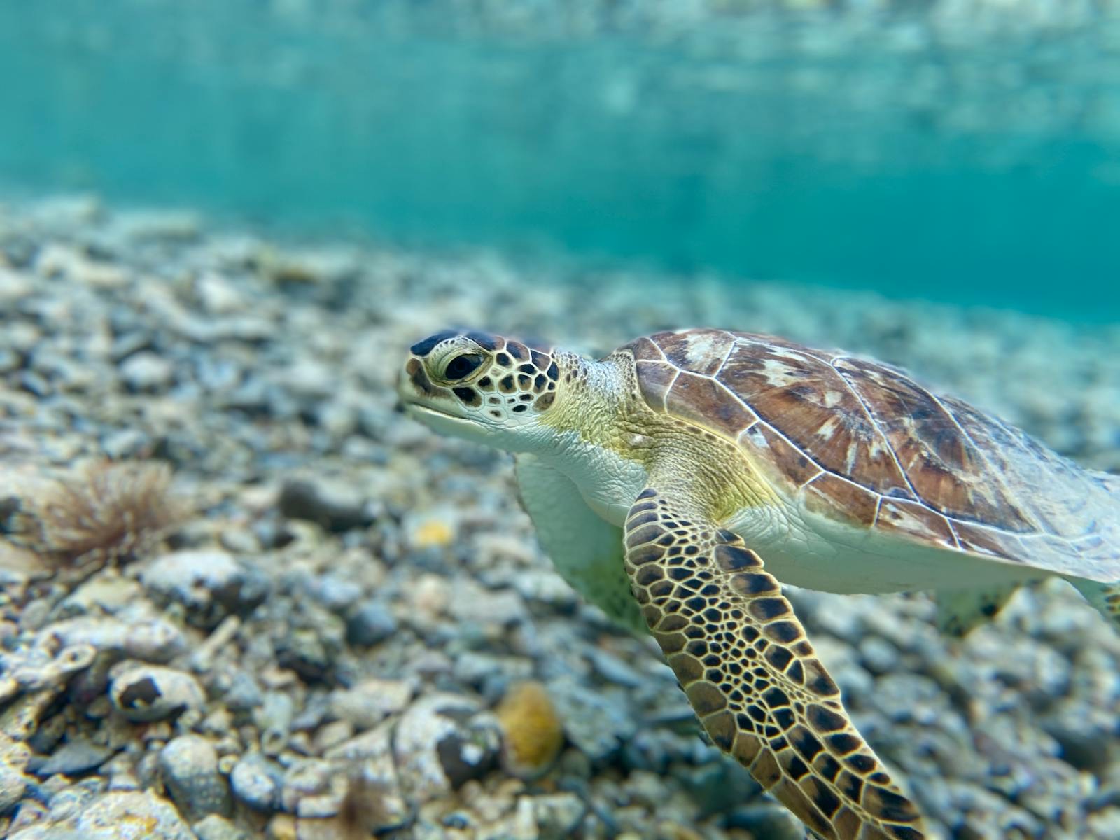 Marsa Alam, Egypt: 13 tipů, co vidět a dělat + nejlepší pláže 2 Zelená mořská želva v zátoce Abu Dabbab