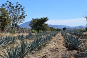 Domovská stránka 8 Tequila vs. mezcal: jak je pít a kde ochutnat v Mexiku