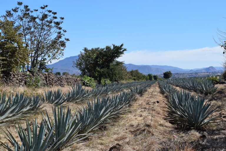 Mexiko 7 Tequila vs. mezcal: jak je pít a kde ochutnat v Mexiku