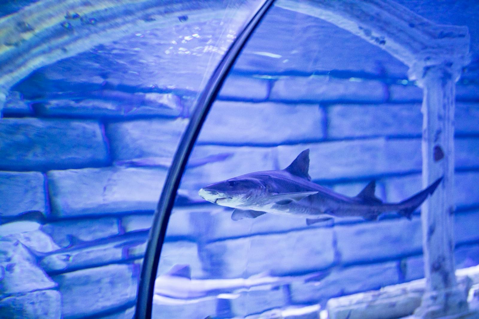 Hurghada, Egypt: 13 tipů, co vidět a dělat + nejlepší pláže 5 Žraločí tunel v Grand Aquarium Hurghada