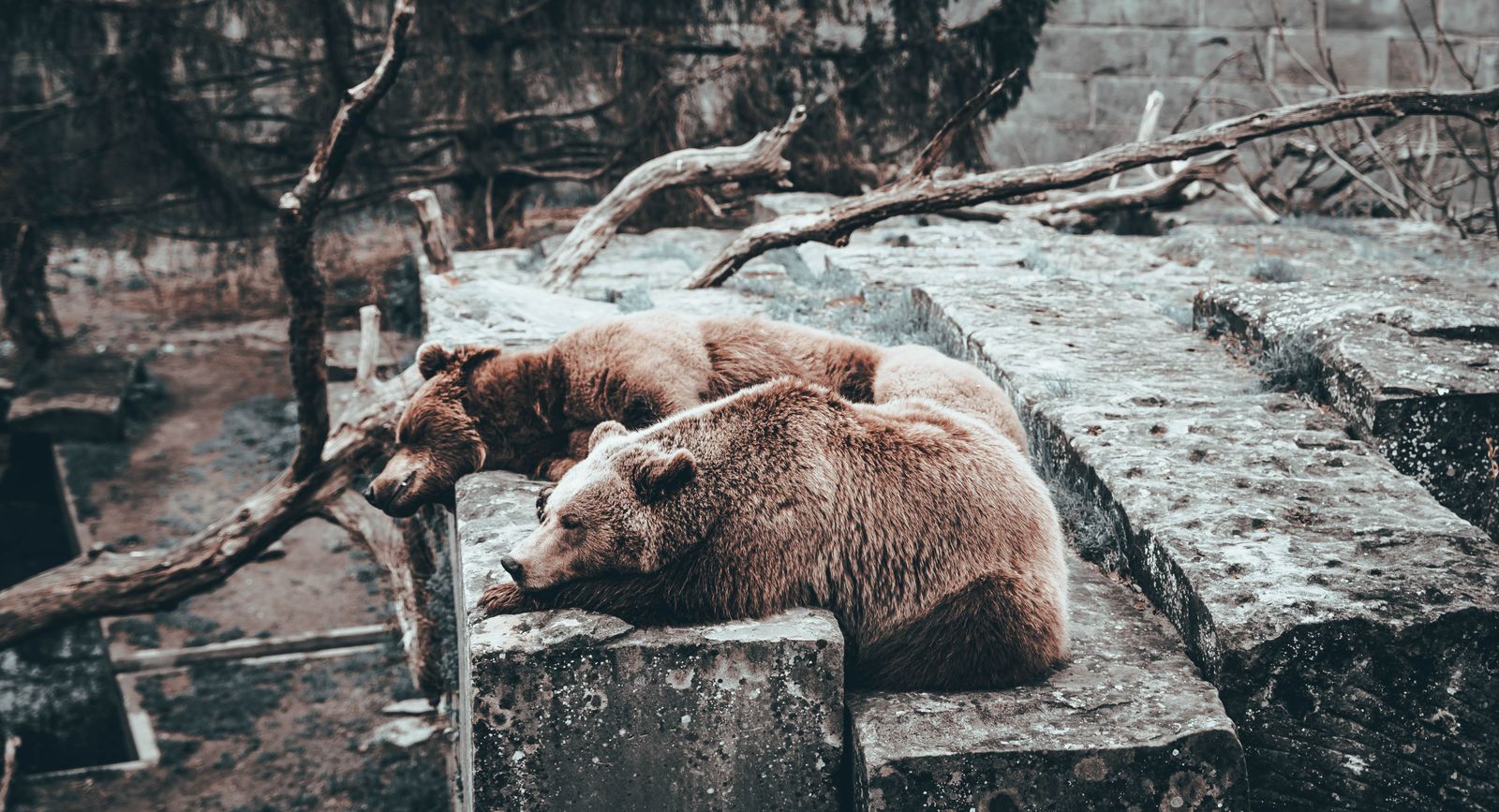 Berna, Suiza: 15 cosas que ver y hacer en la capital en 2026 11 BärenPark con osos vivos