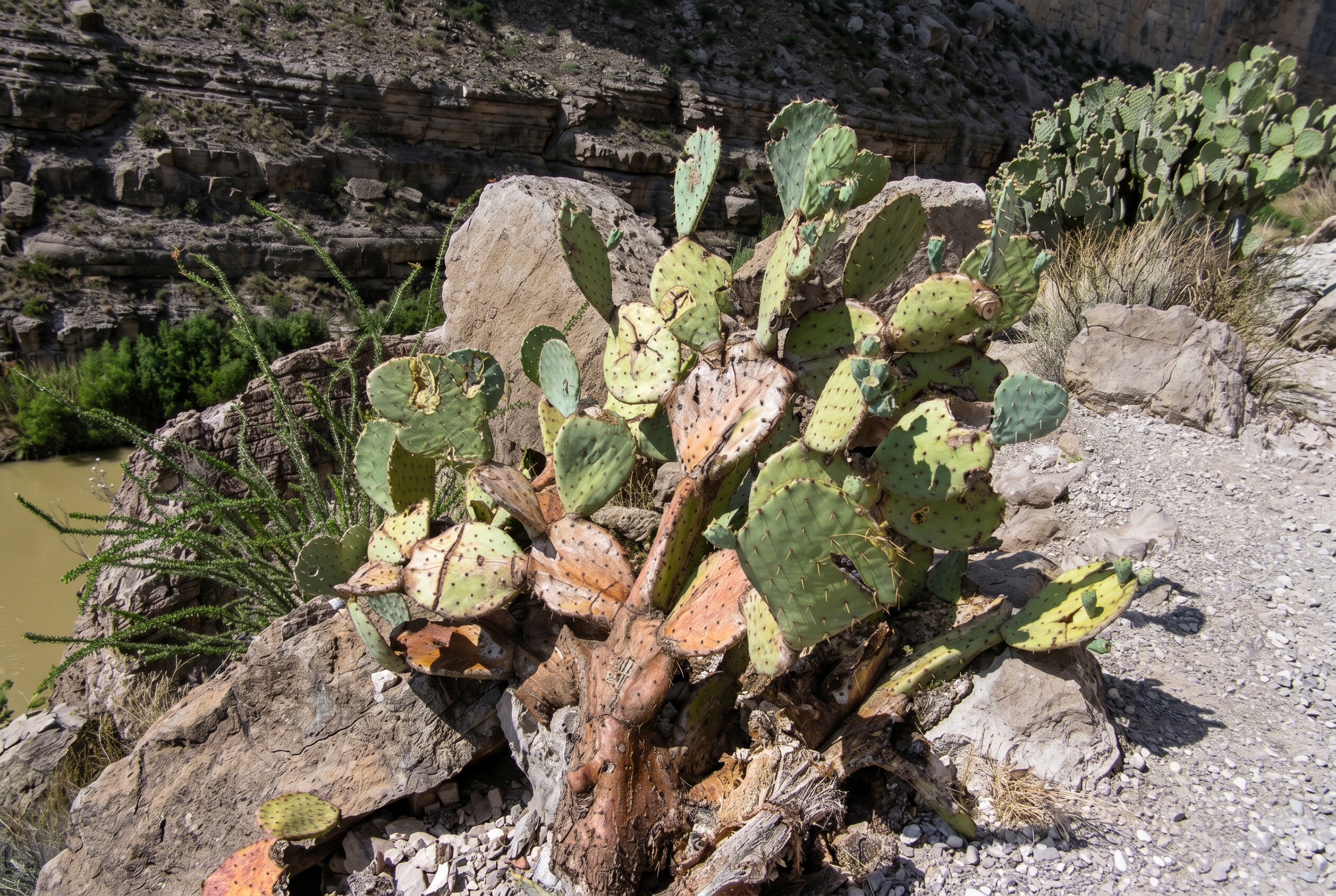Big Bend National Park, Texas: 15 tipů, co vidět a dělat 20 Kaktusy chihuahuanské pouště v Big Bend