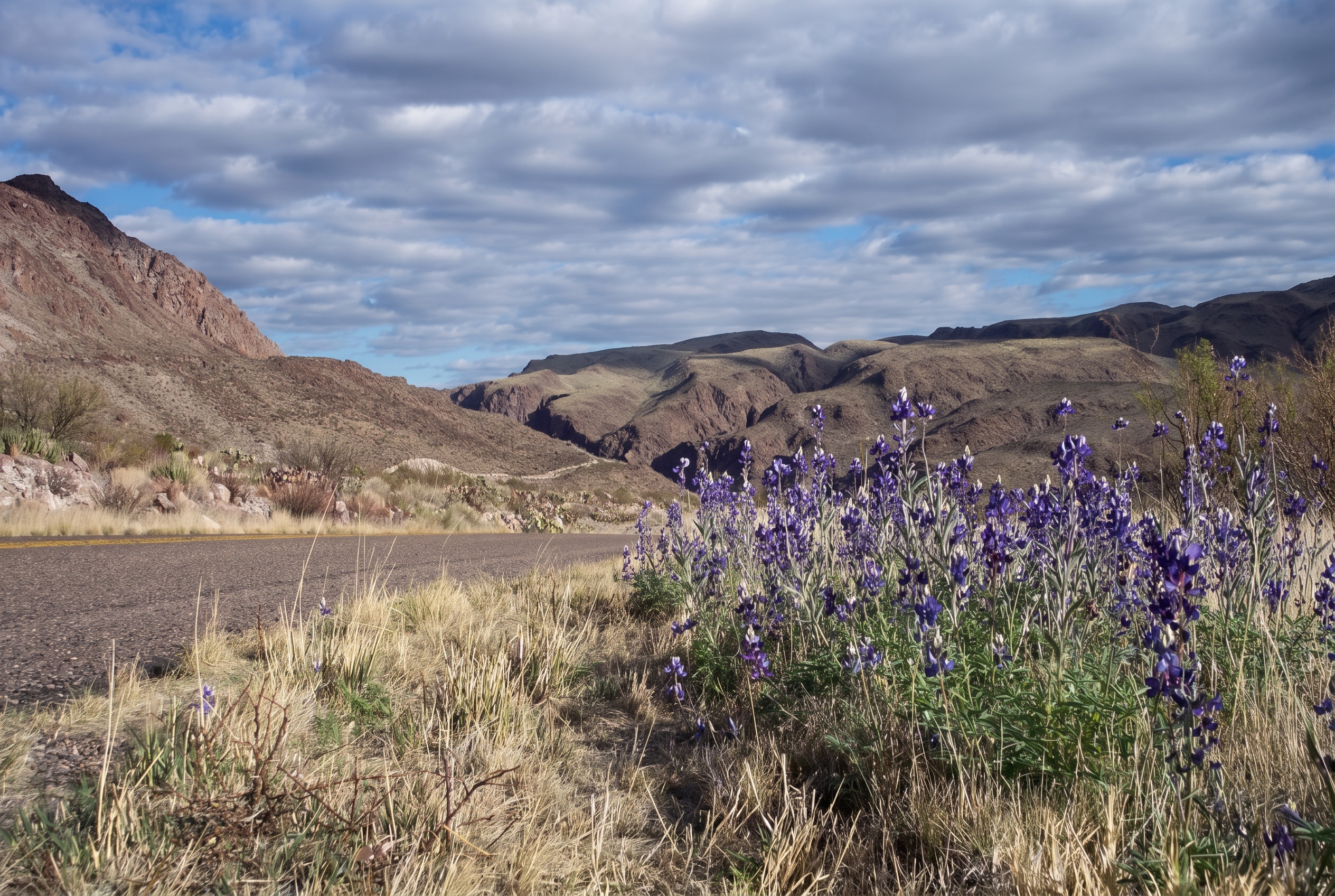 Big Bend National Park, Texas: 15 tipů, co vidět a dělat 2 Kvetoucí bluebonnets podél cesty v Big Bend National Park
