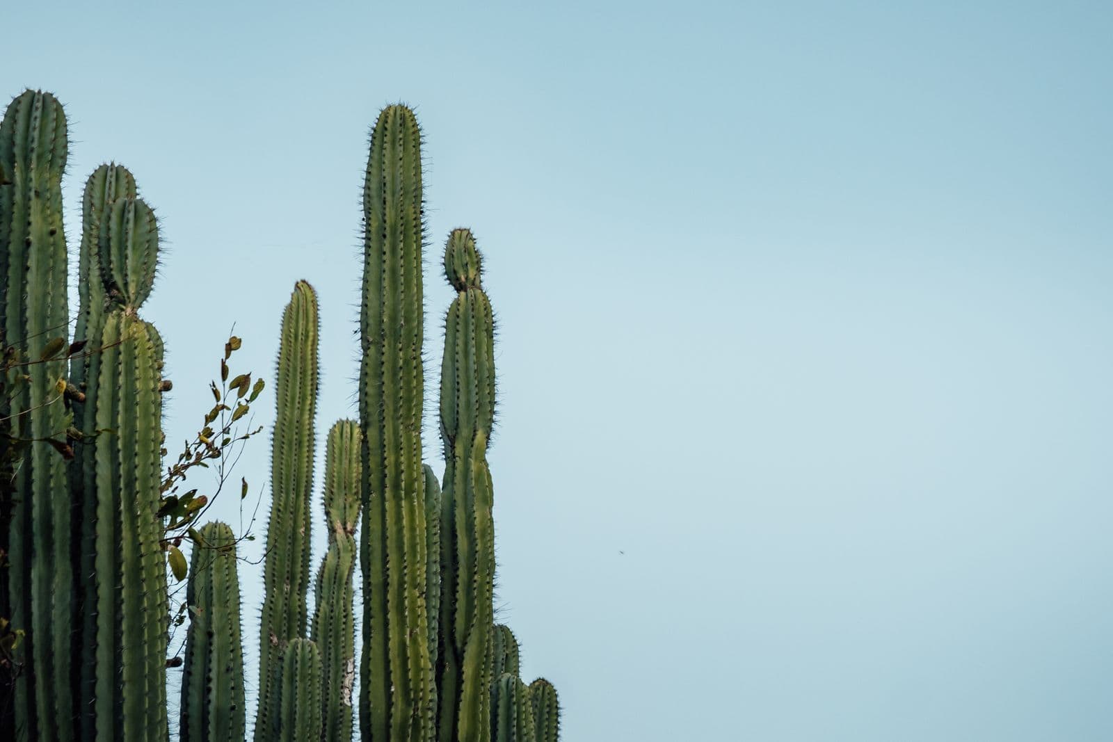 Oaxaca, Mexic: 15 sfaturi — gastronomie, mezcal și sudul colonial 4 Grădina etnobotanică din Oaxaca