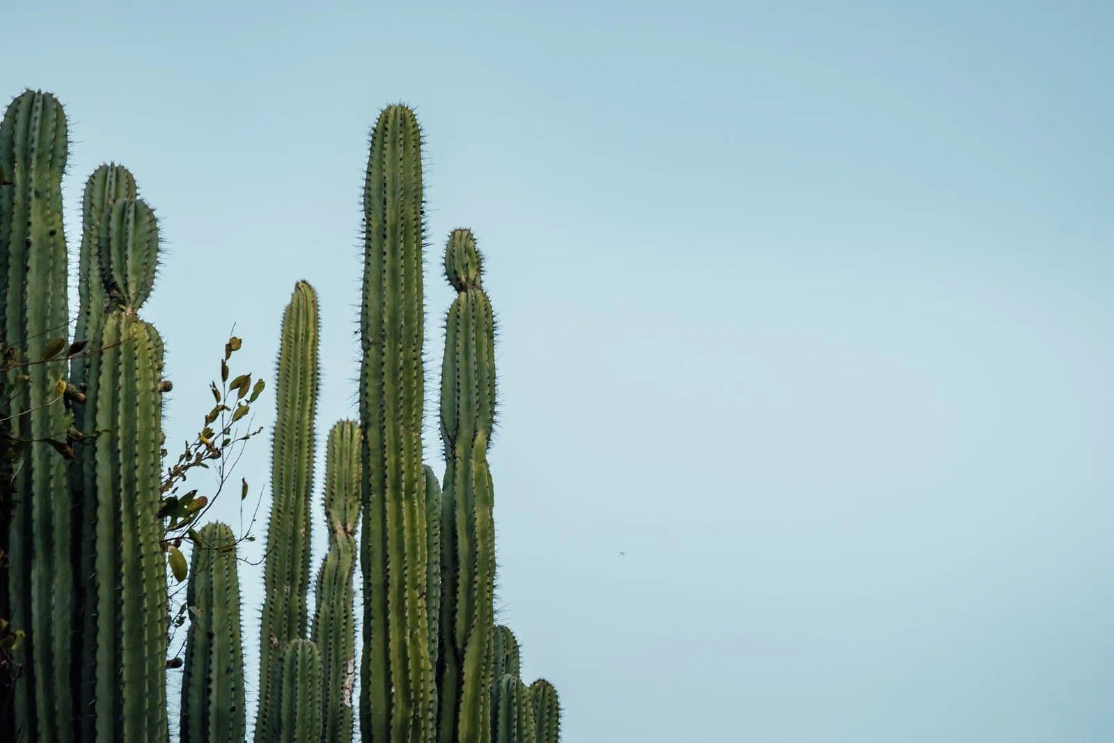 Oaxaca, México: 15 consejos — gastronomía, mezcal y el sur colonial 4 Jardín Etnobotánico en Oaxaca