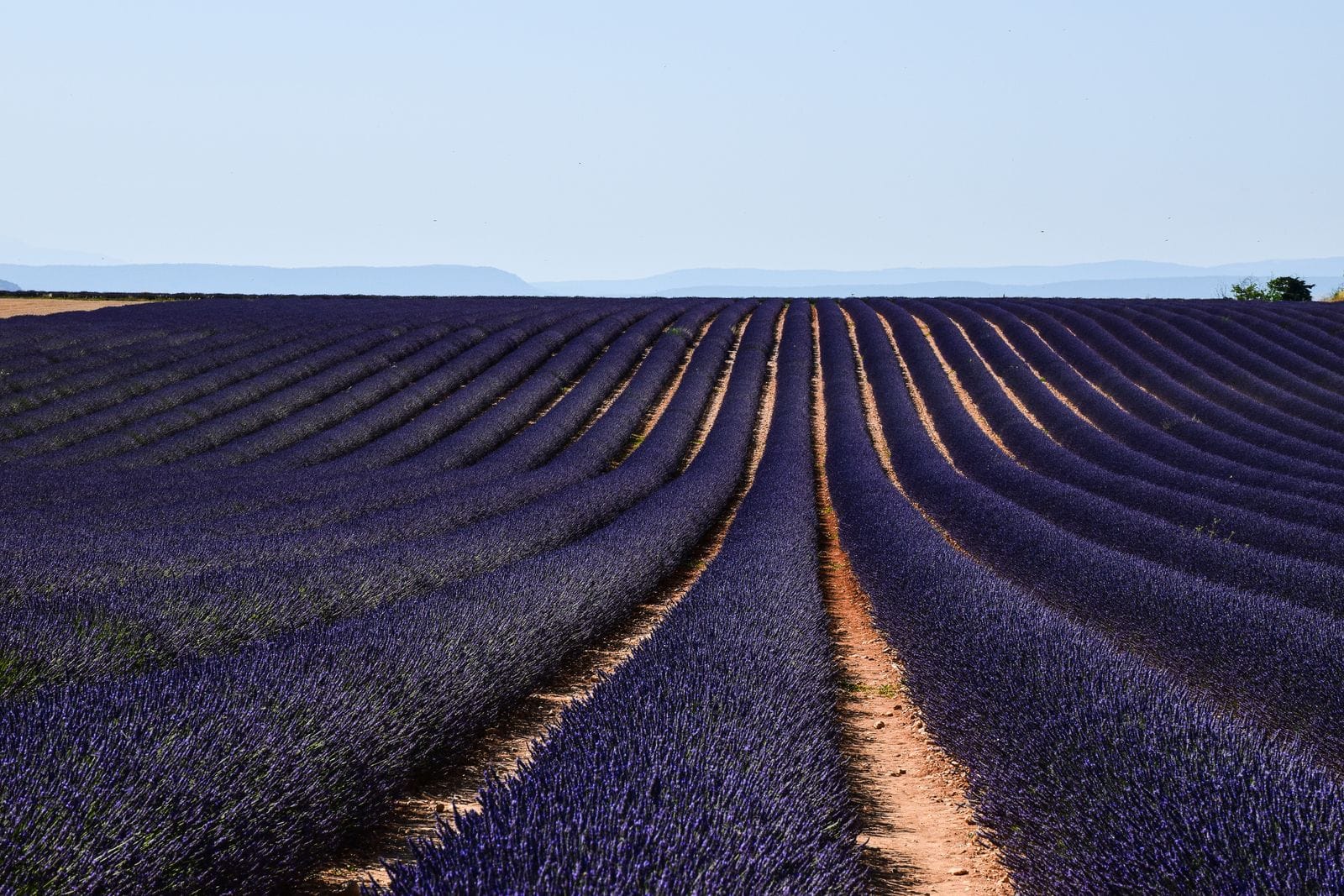 Europa: wakacje w 17 najpiękniejszych miejscach, które musisz odwiedzić w 2026 15 Pola lawendy na Plateau de Valensole w Prowansji