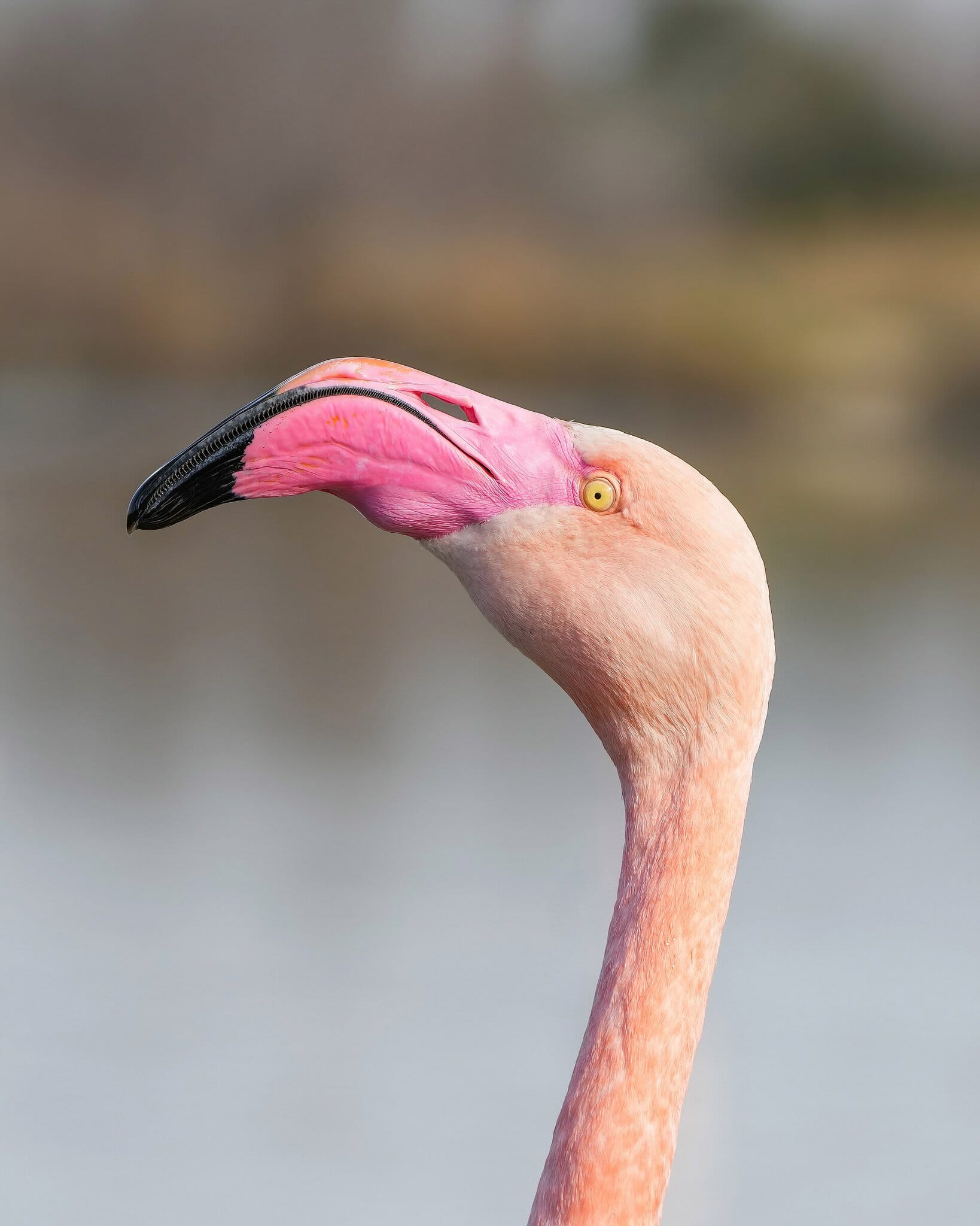 Camargue, Francja: 12 wskazówek na krainę flamingów w 2026 roku 4 Camargue: 12 wskazówek, co zobaczyć i czego doświadczyć w krainie flamingów