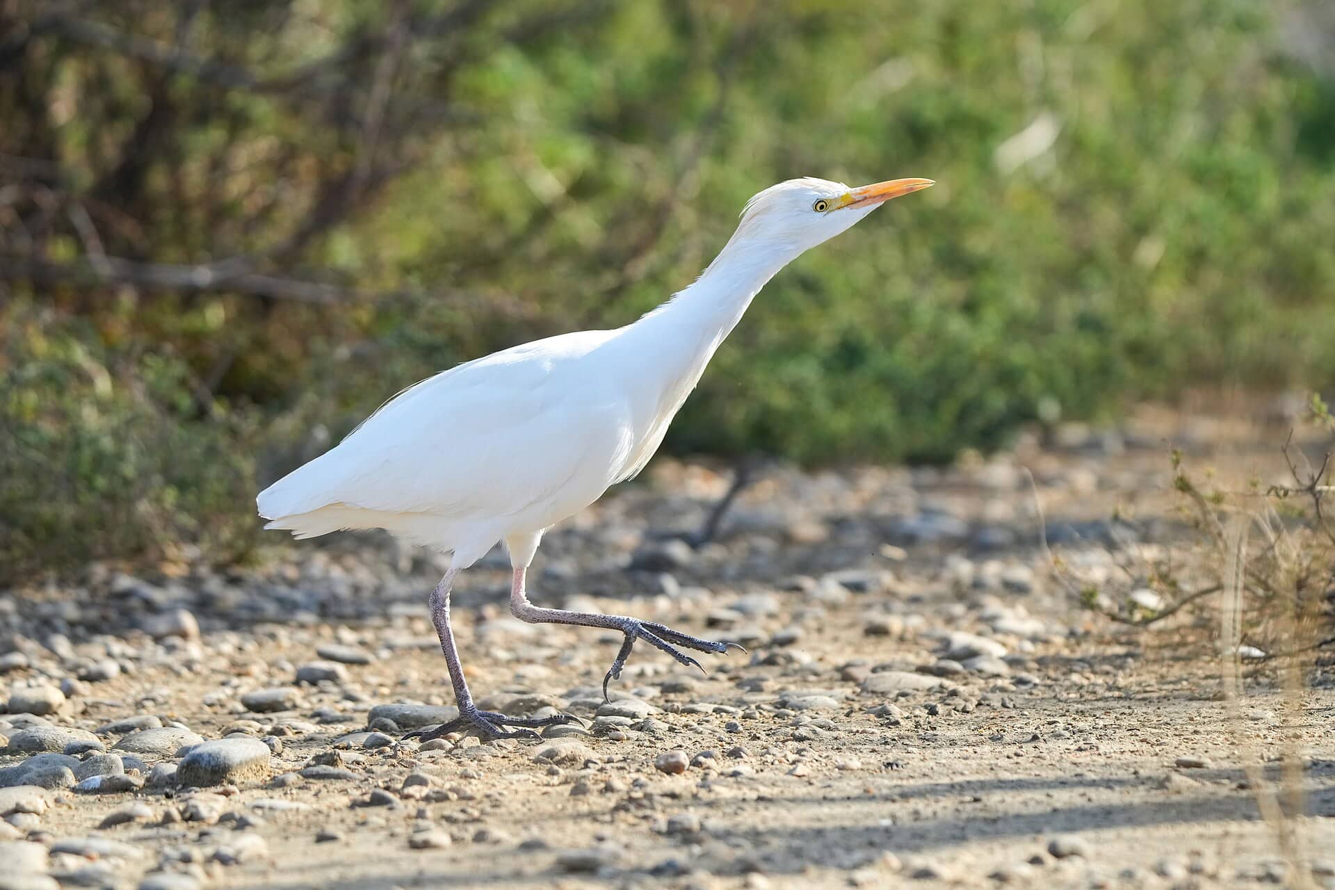 Camargue, Francja: 12 wskazówek na krainę flamingów w 2026 roku 13 Czarne byki i wizyta w tradycyjnej manadzie