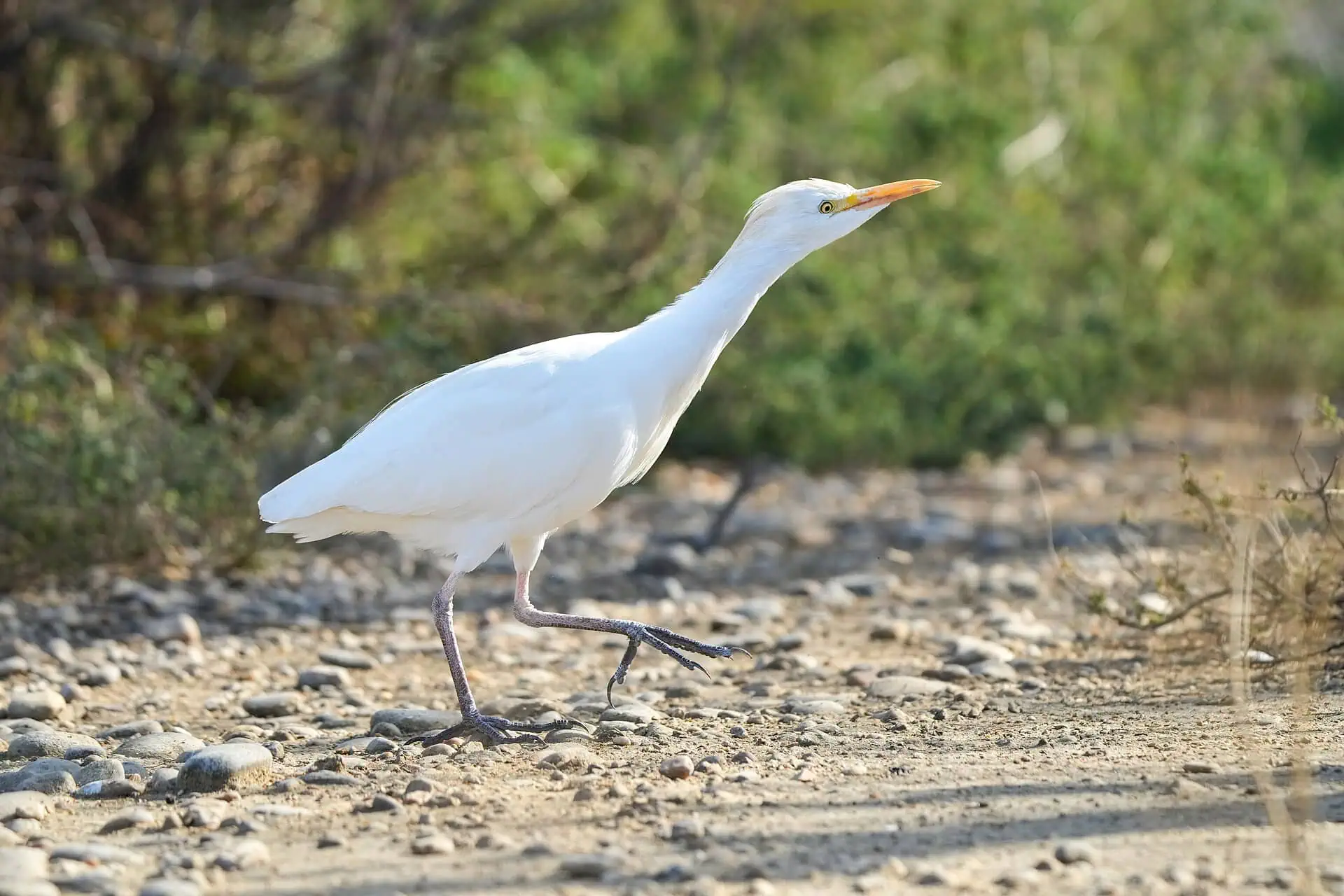 Camargue, Francia: 12 idee per la terra dei fenicotteri nel 2026 13 Tori neri e visita a una manade tradizionale