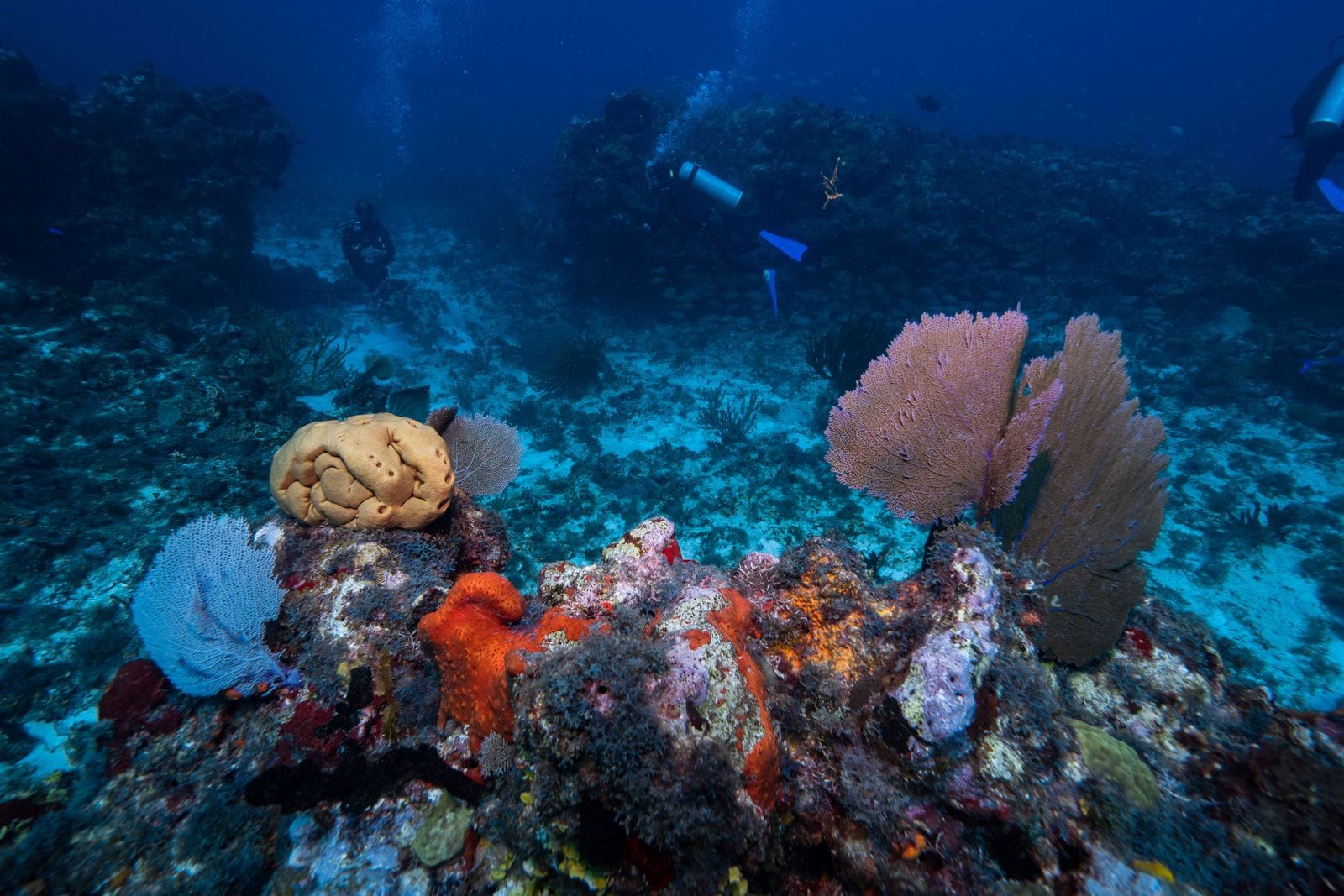 Cozumel, Mexic: 12 lucruri de făcut (scufundări și plaje) 4 Reciful de corali Columbia