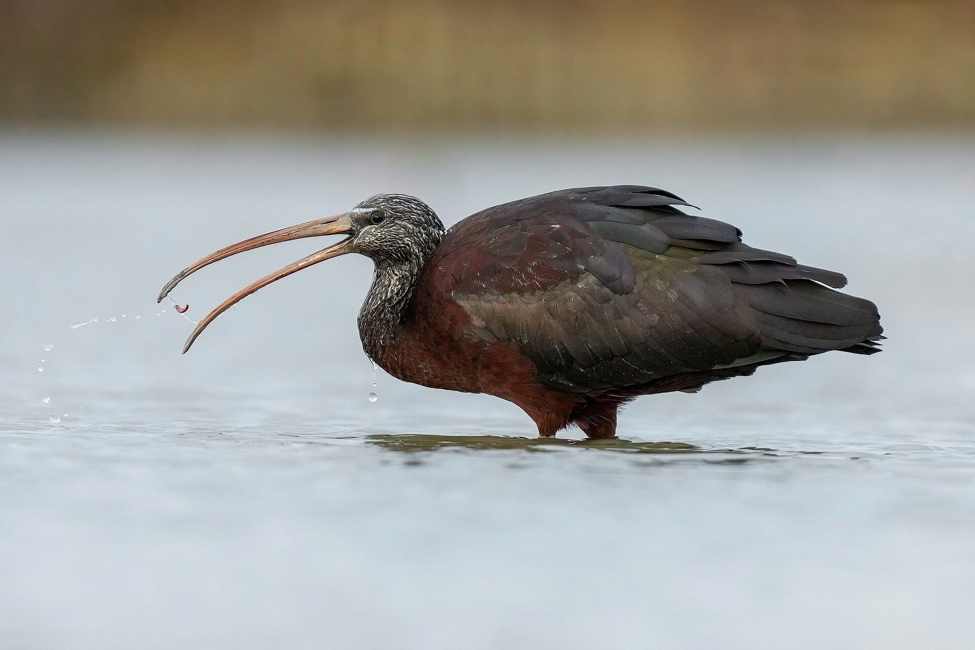 Camargue, Francja: 12 wskazówek na krainę flamingów w 2026 roku 15 Jazda na rowerze po mokradłach (i walka z wiatrem)
