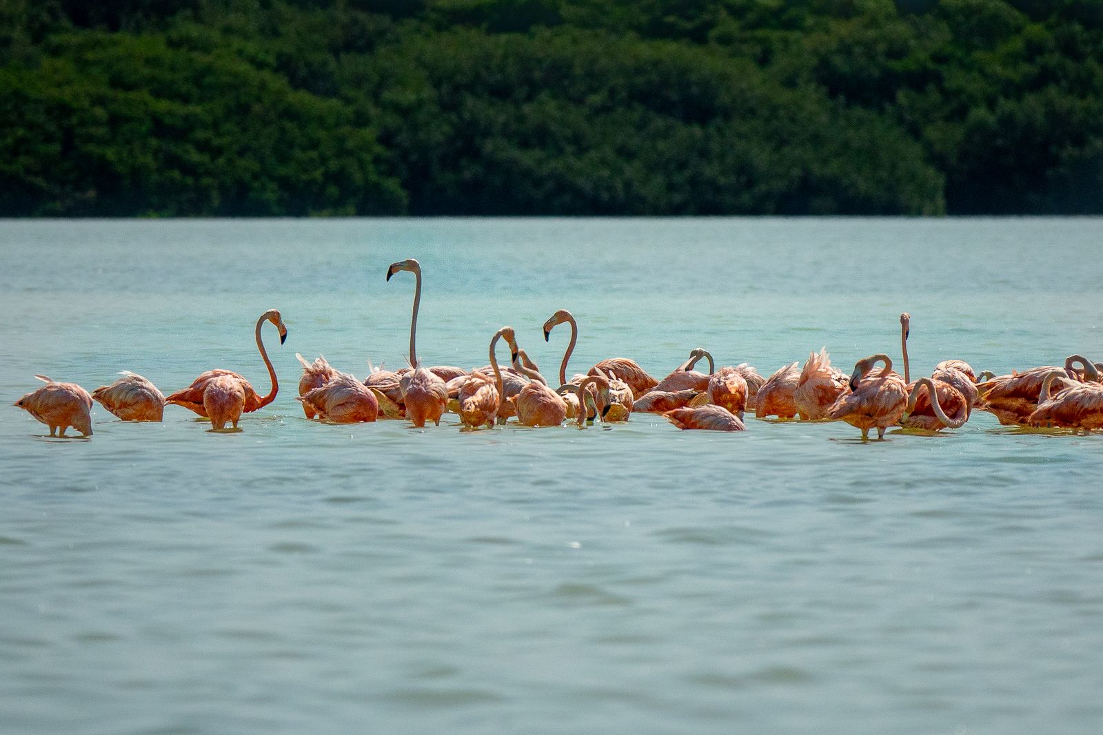 Vlora, Durrës and Albania's Adriatic Coast: 8 Things to See and Do 4 A flock of flamingos in the lagoon of Divjaka-Karavasta National Park