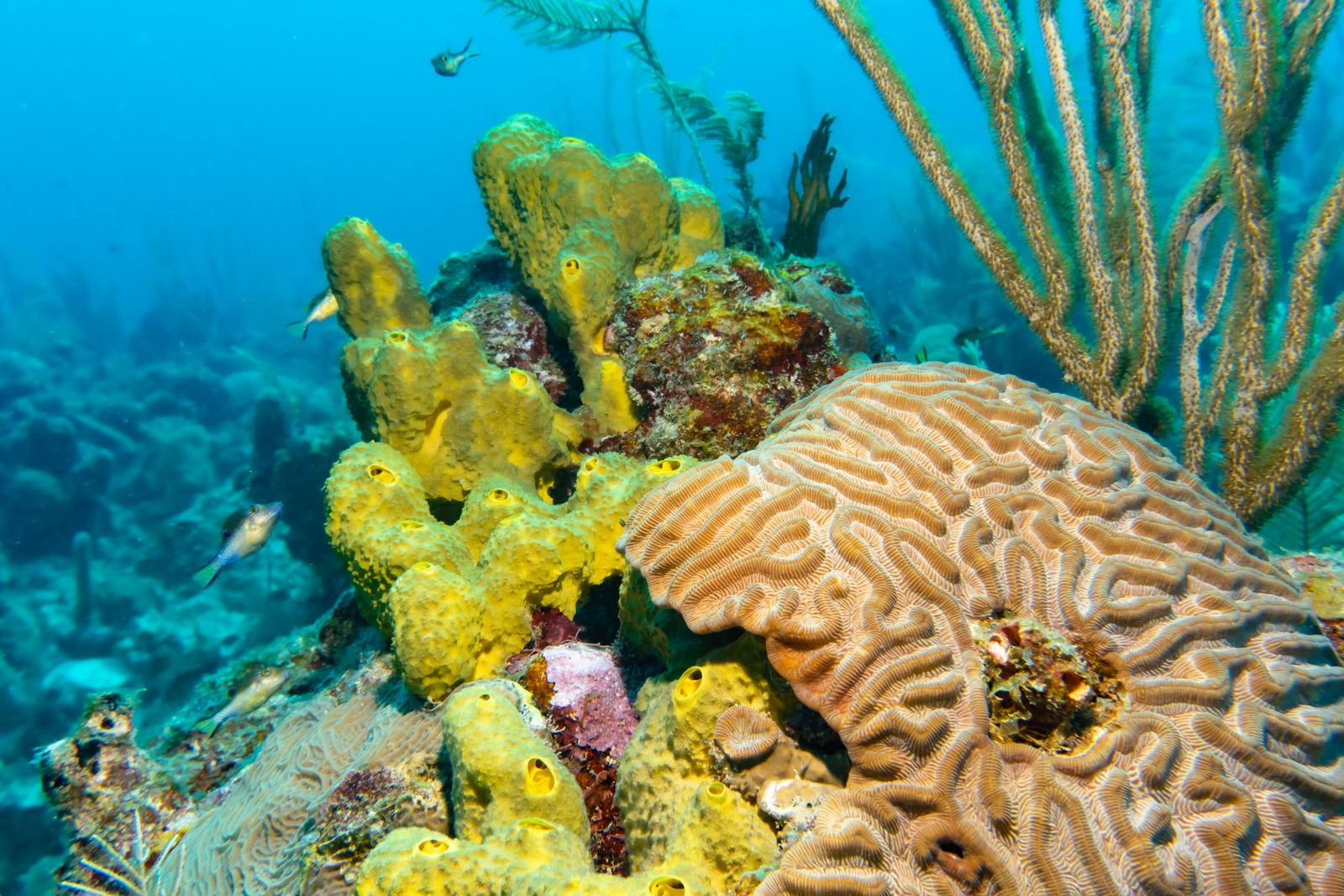 República Dominicana: férias, 21 dicas e quando ir 8 Mergulho em Bayahibe