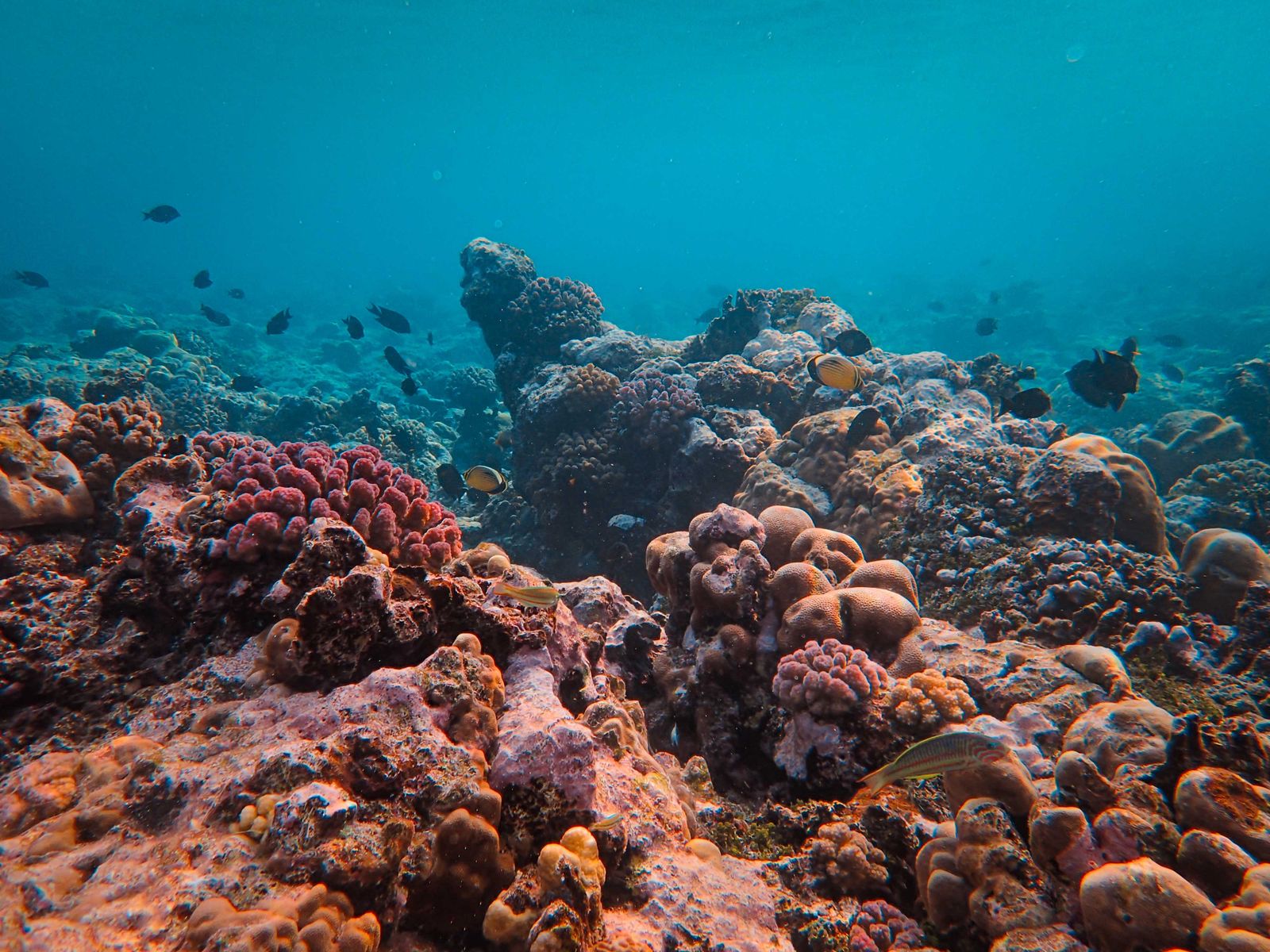 República Dominicana: férias, 21 dicas e quando ir 9 Snorkel em Isla Catalina