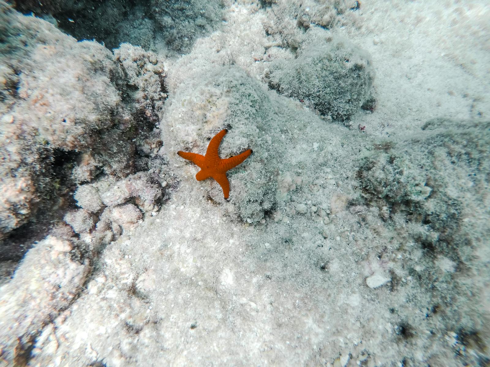 Cozumel, Mexic: 12 lucruri de făcut (scufundări și plaje) 8 Stele de mare pe bancul de nisip El Cielo