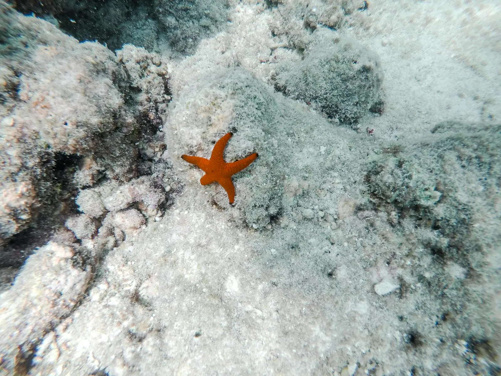 Cozumel, México: 12 dicas do que fazer (mergulho e praias) 8 Estrelas-do-mar no banco de areia El Cielo