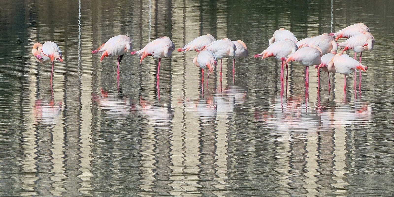 Cagliari, Sardinia: 13 lucruri de văzut și făcut în 2026 9 Flamingi roz în laguna Molentargius lângă Cagliari