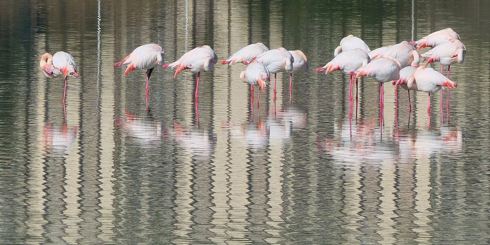 Cagliari, Sardinia: 13 Things to See and Do in 2026 9 Pink flamingos in the Molentargius lagoon near Cagliari