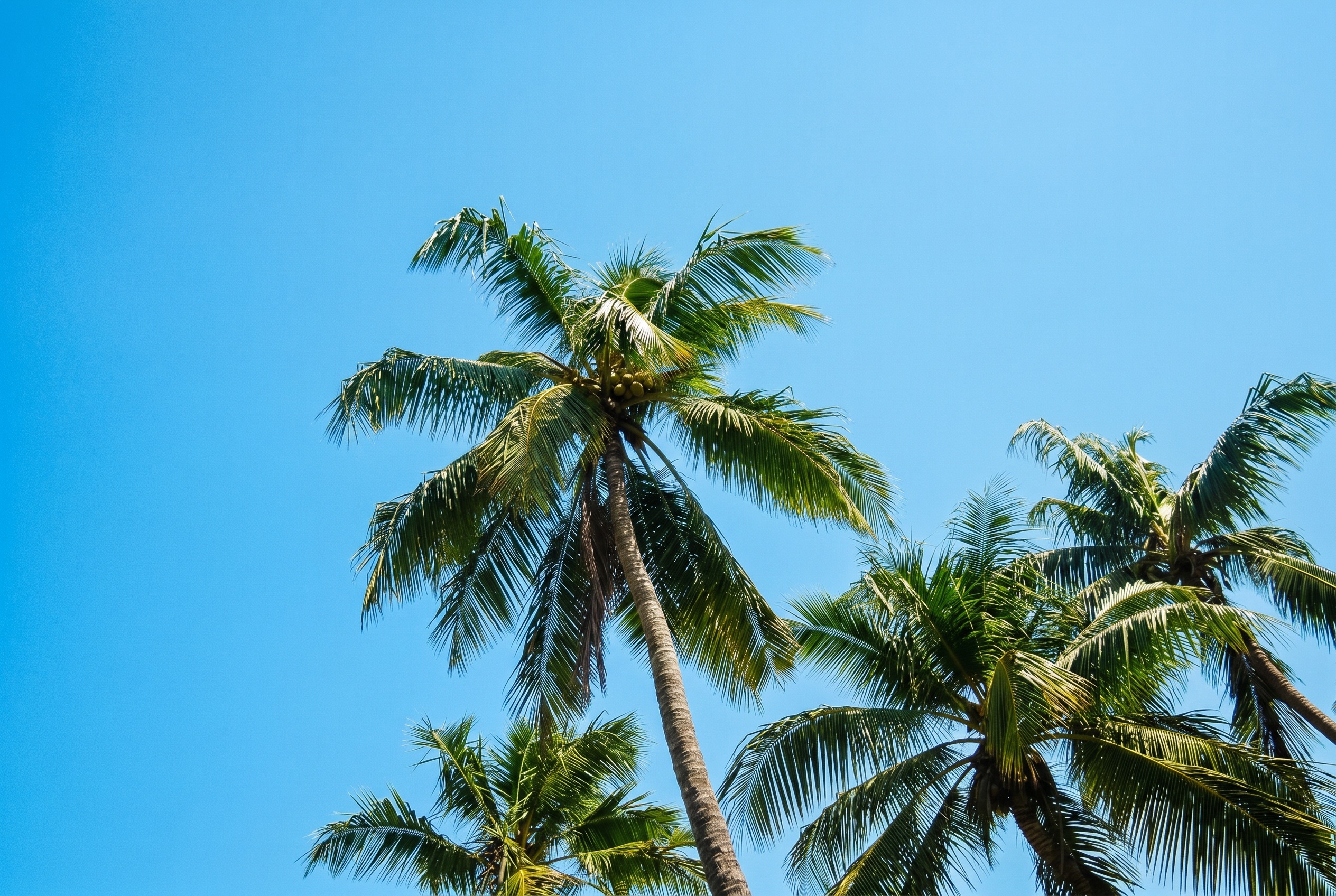 Salalah, Omán: 15 lugares que ver + mejores resorts de playa 2026 4 Costa de Salalah con palmerales de cocoteros