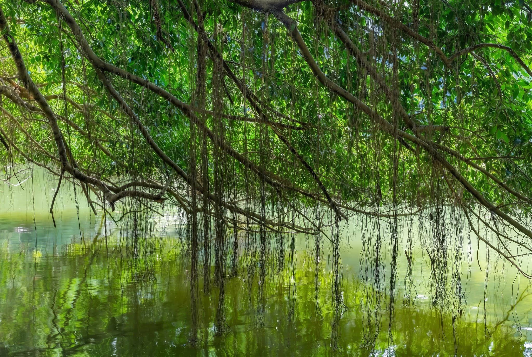 Singapore Holiday: 21 Best Things to See and Do in 2026 69 Singapore Botanic Gardens (UNESCO)