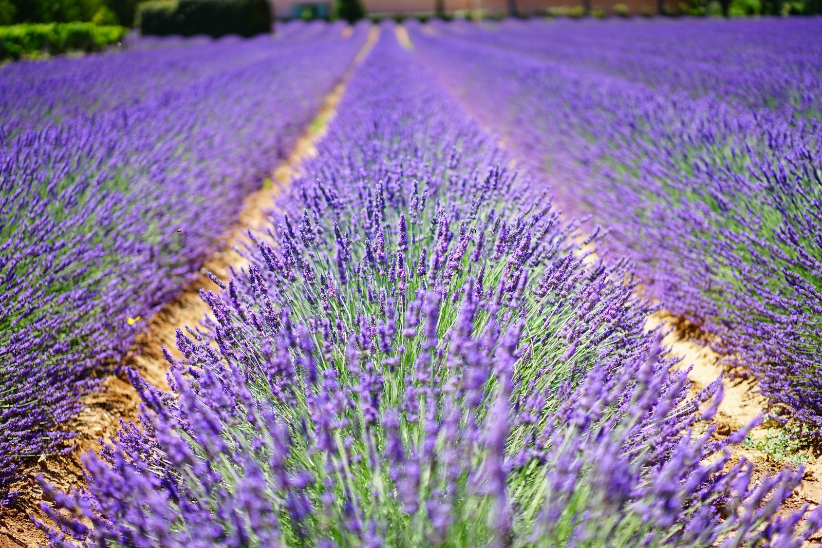France Holidays: 30 Best Places to Visit in 2026 17 Blooming lavender fields in Provence