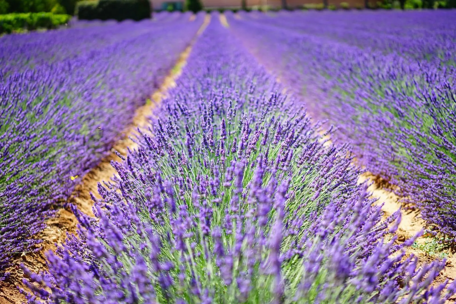 Nyaralás Franciaországban: 30 hely, ahová 2026-ban érdemes ellátogatni 17 Virágzó levendulamezők Provence-ban