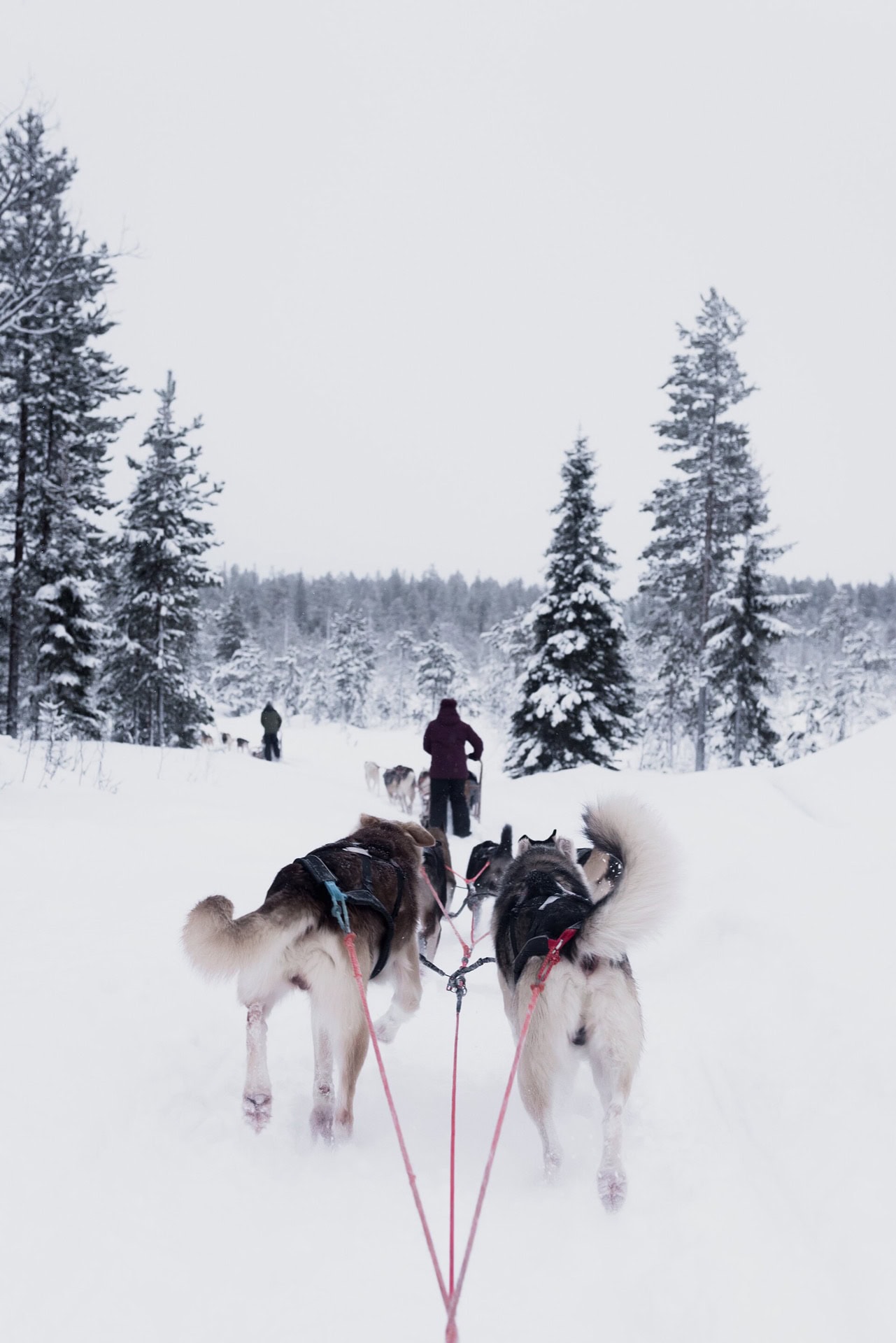 Husky safari și sănii cu reni în Laponia din Finlanda: ghid 2026 2 Plimbare cu atelajul de câini prin peisajul de iarnă al Laponiei