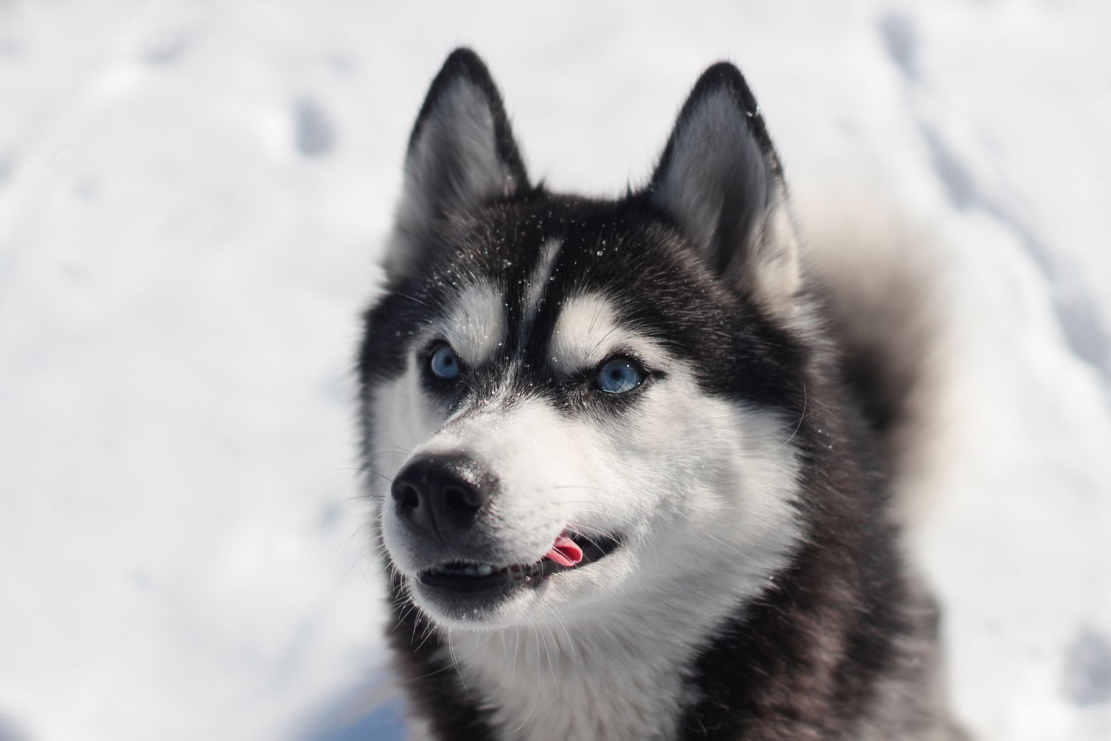 Husky safari și sănii cu reni în Laponia din Finlanda: ghid 2026 3 Câini husky la o fermă din Laponia
