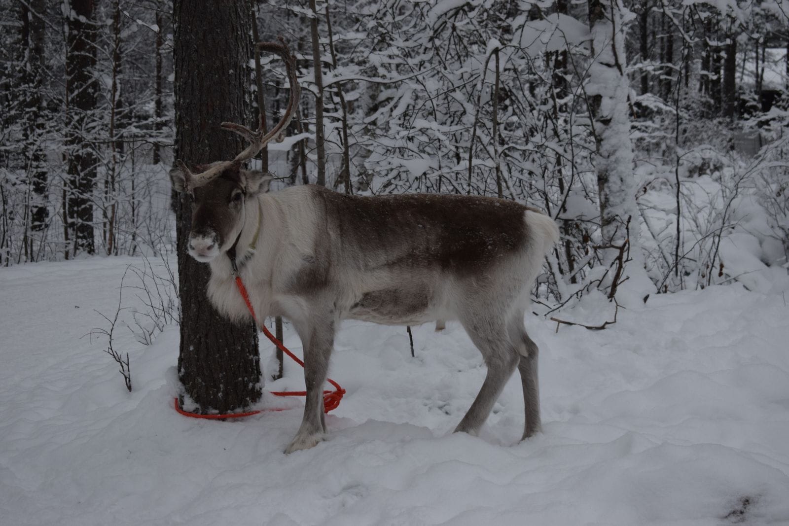 Husky safari și sănii cu reni în Laponia din Finlanda: ghid 2026 6 Ren la o fermă tradițională din Laponia finlandeză