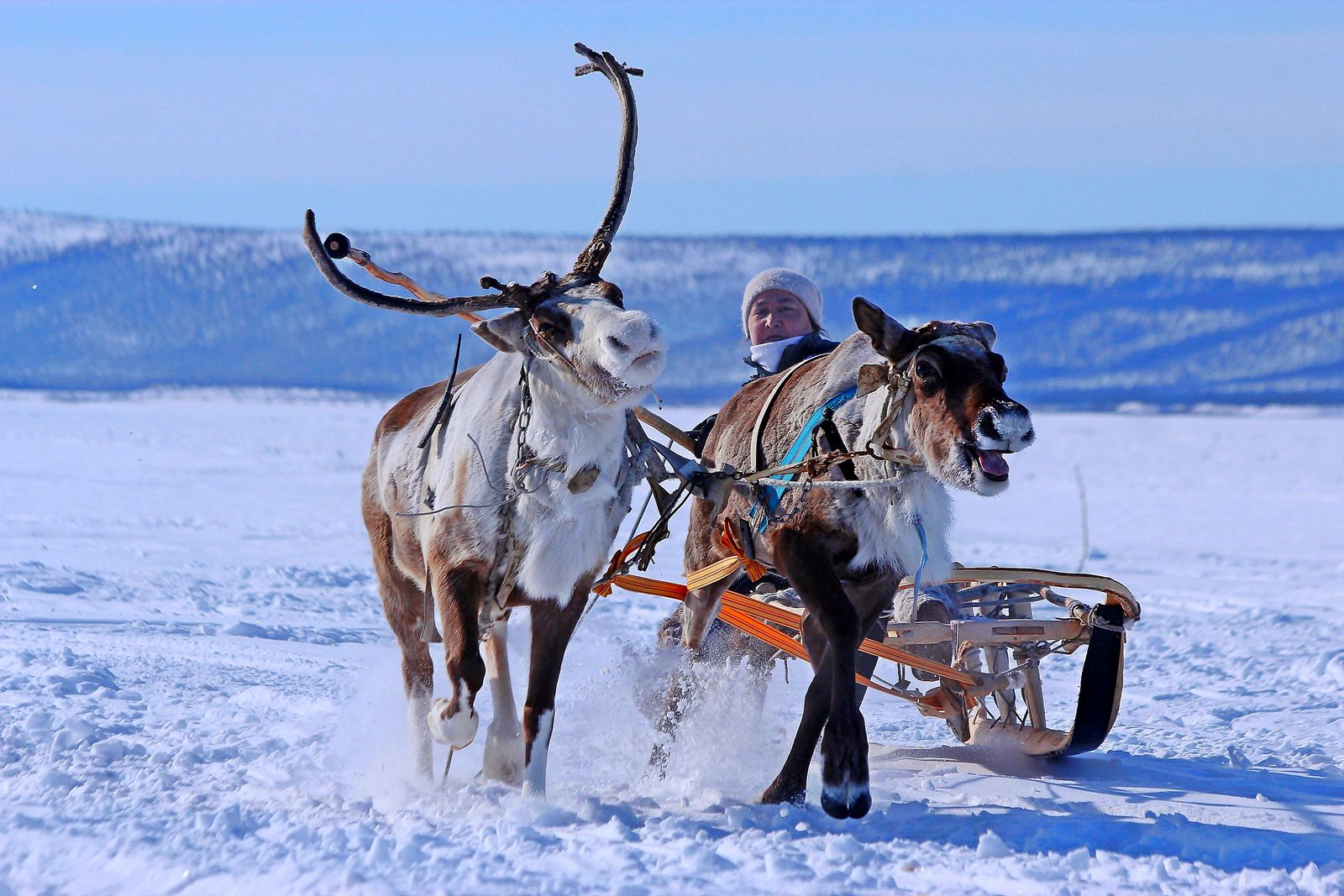 Husky safari și sănii cu reni în Laponia din Finlanda: ghid 2026 4 Plimbare cu sania trasă de reni prin Laponia înzăpezită
