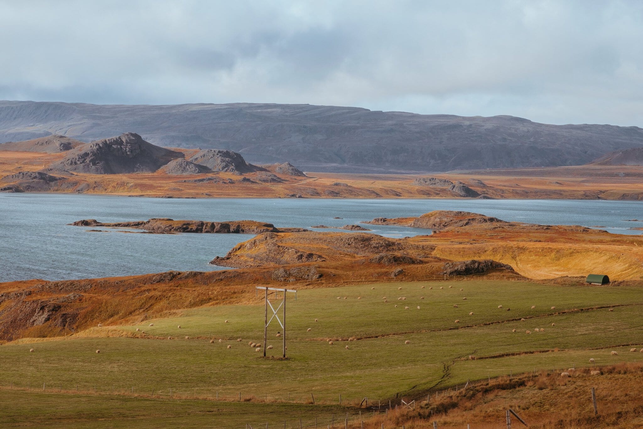 Roadtrip în Islanda: itinerariu de 14 zile + cazare 29 Fiordurile de vest din Islanda cu oi pe o pajiște verde