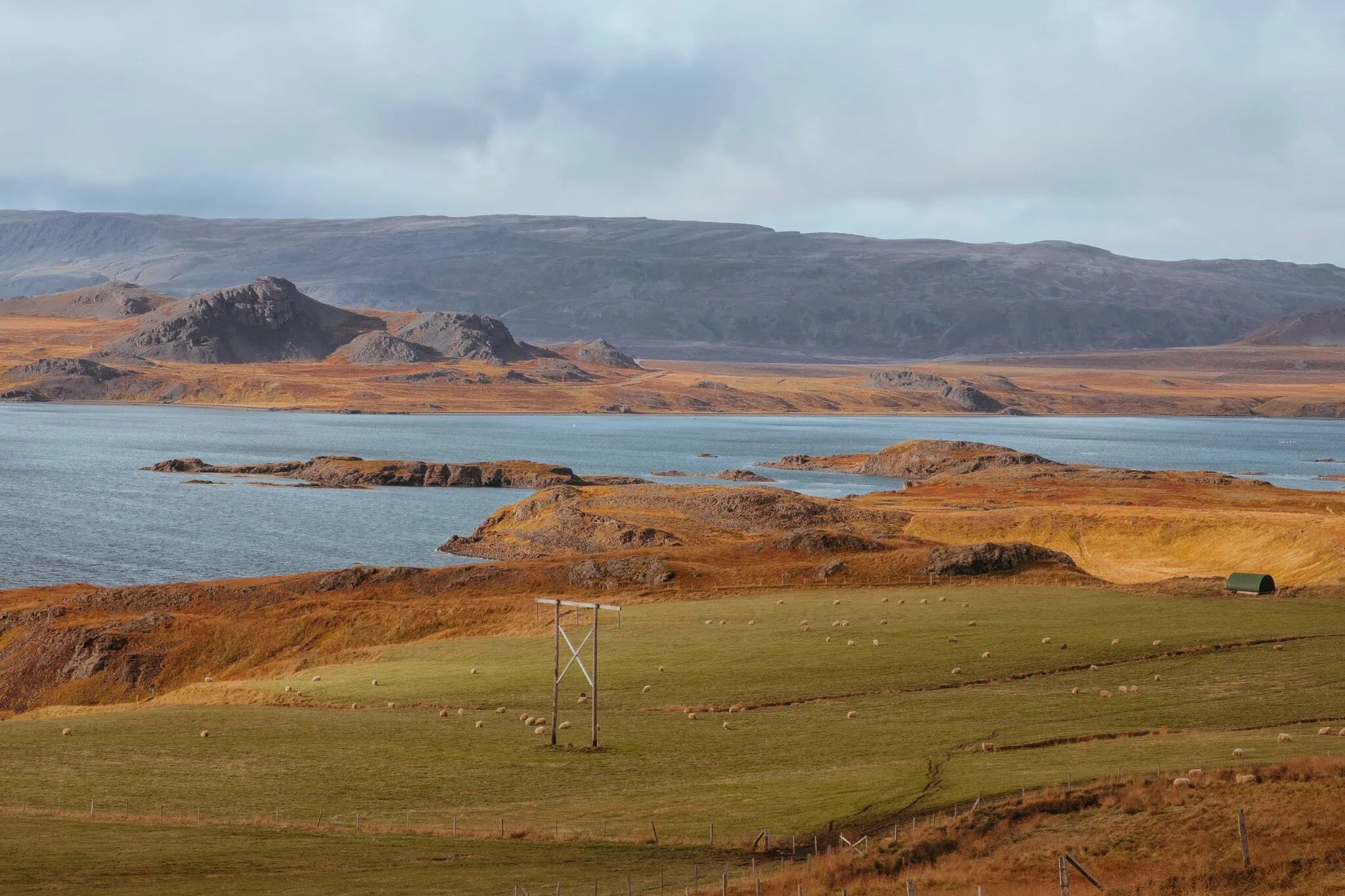 Roadtrip po Islandu: 14denní itinerář + tipy na ubytování 28 Západní fjordy na Islandu s ovcemi na zelené louce