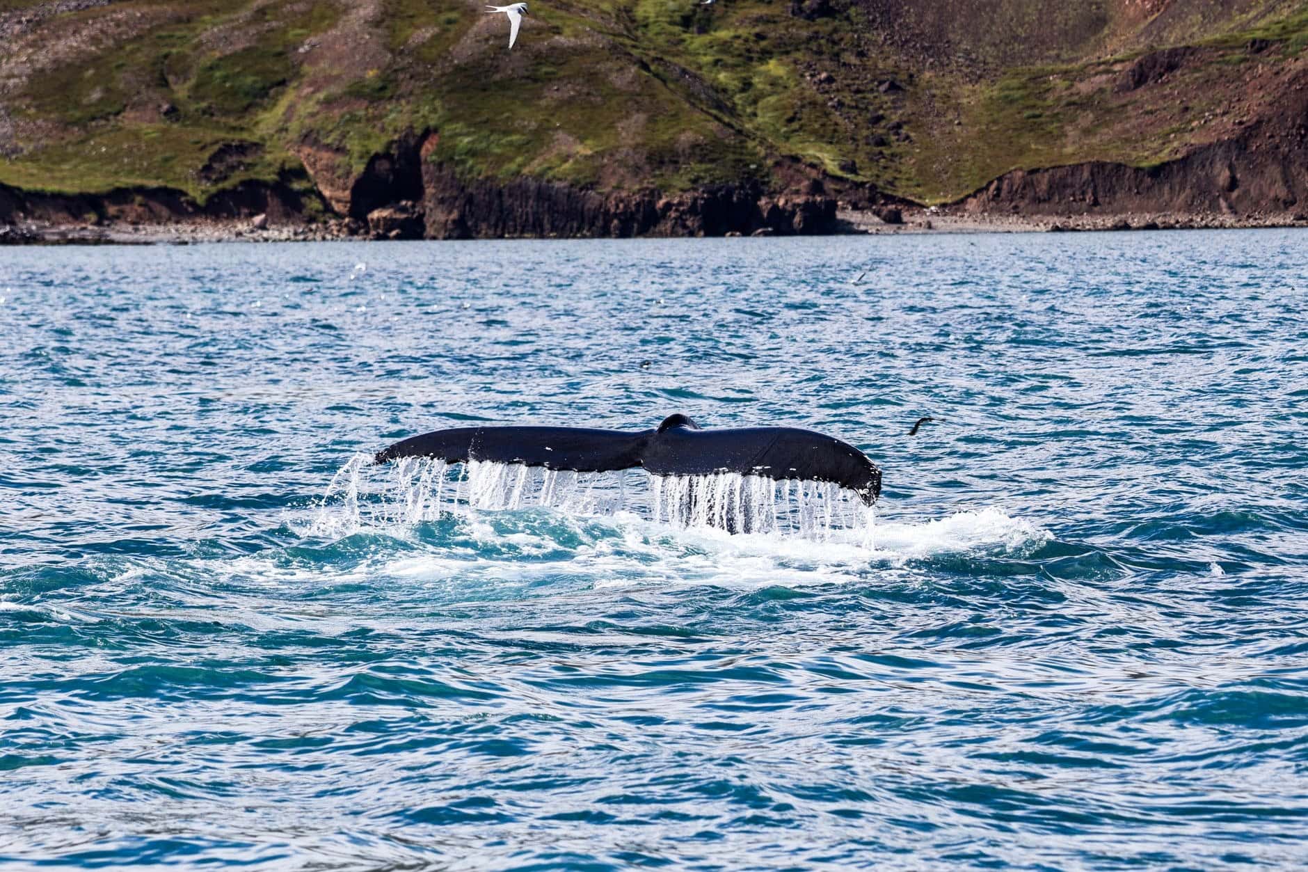 Când să mergi în Islanda: vremea lună cu lună 5 Observarea adorabililor puffini și a balenelor uriașe