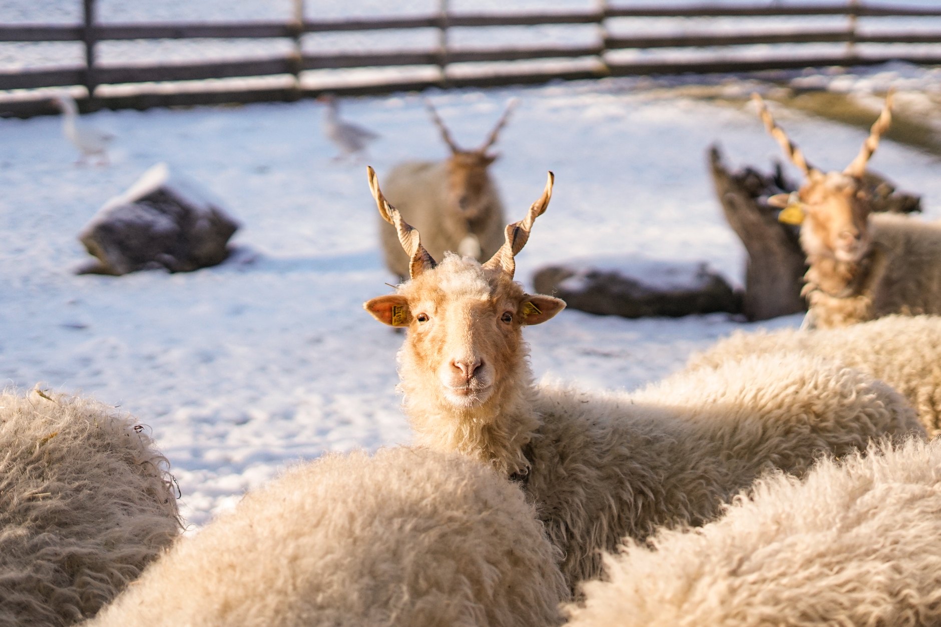 Auto huren op IJsland en stressvrij rijden: complete gids 8 Eenbaansbruggen en onoplettende schapen