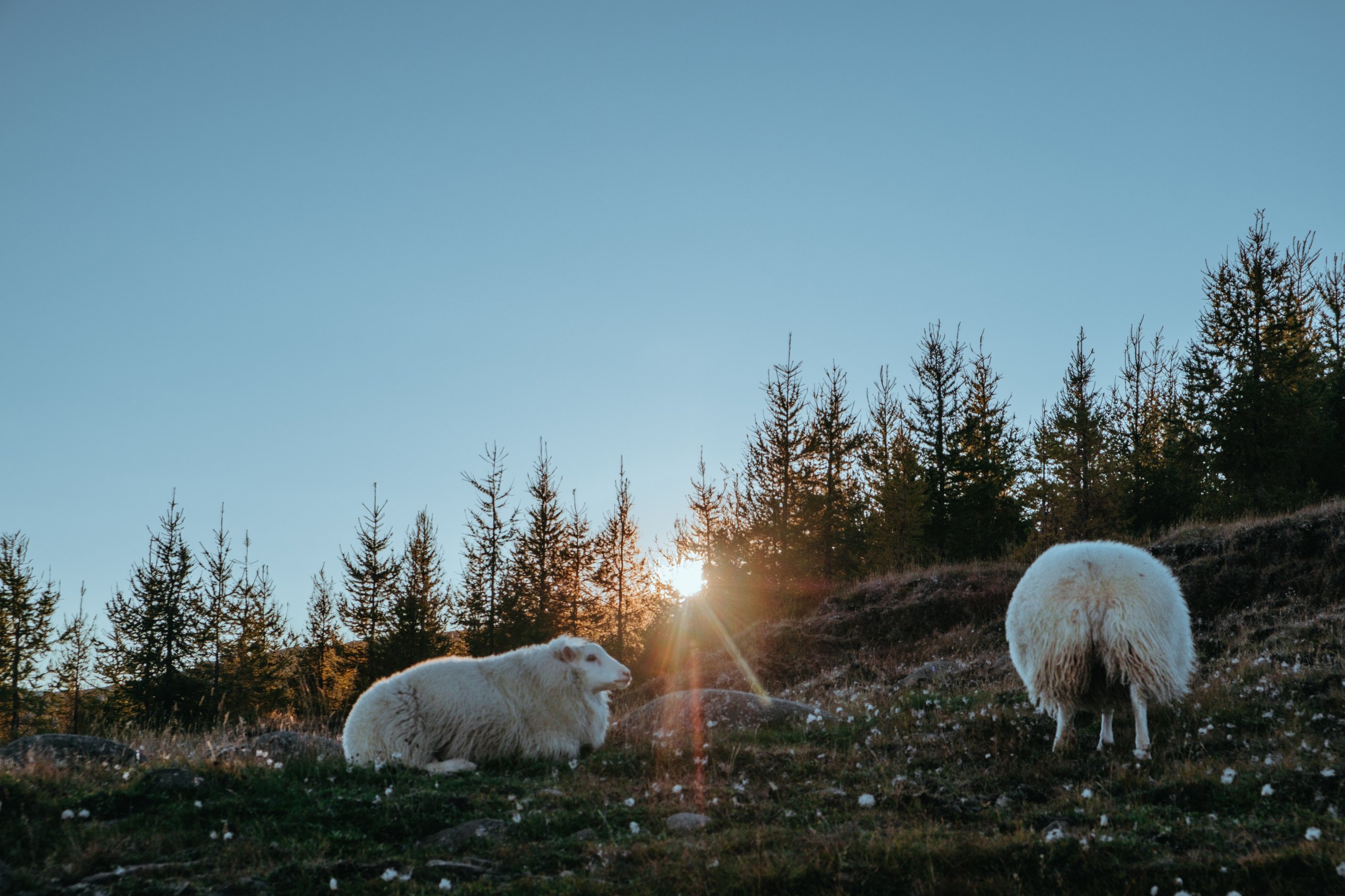 Auto huren op IJsland en stressvrij rijden: complete gids 16 twee IJslandse schapen op een grasrijke helling tijdens het gouden uur