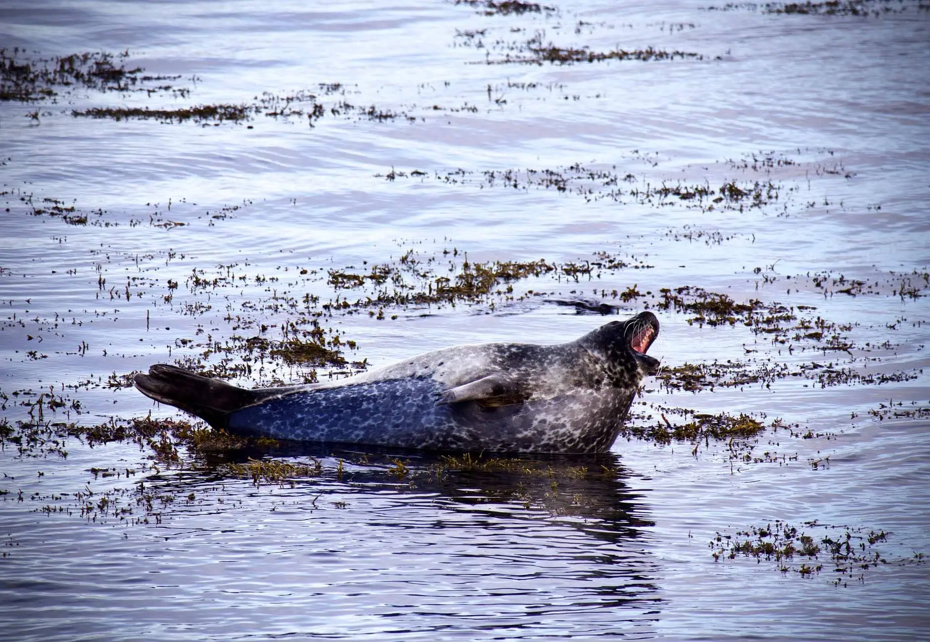 Snæfellsnes na Islandii: 12 atrakcji – co zobaczyć i robić 2026 5 Złota plaża Ytri Tunga i tutejsze foki