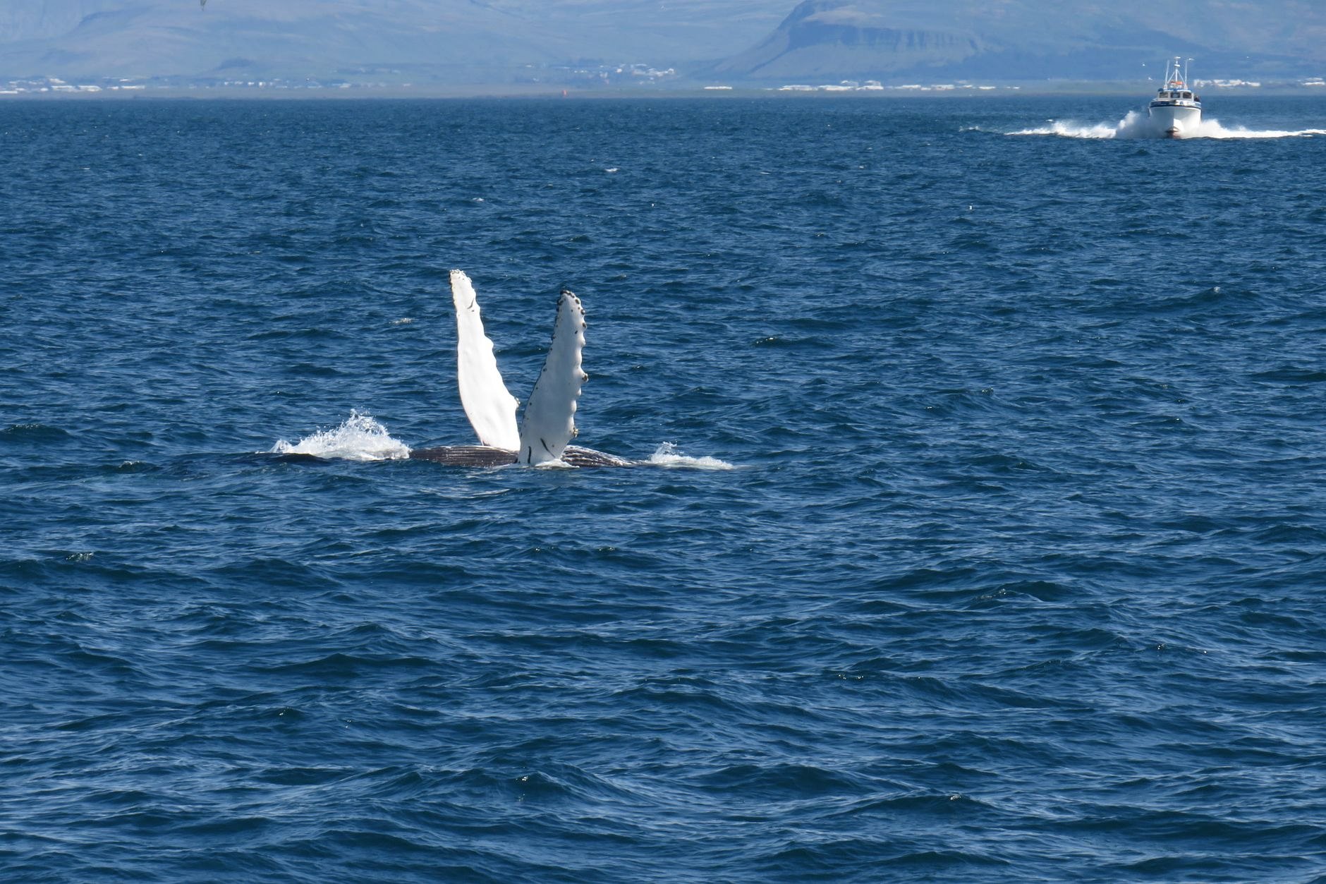 Observation des baleines à Húsavík