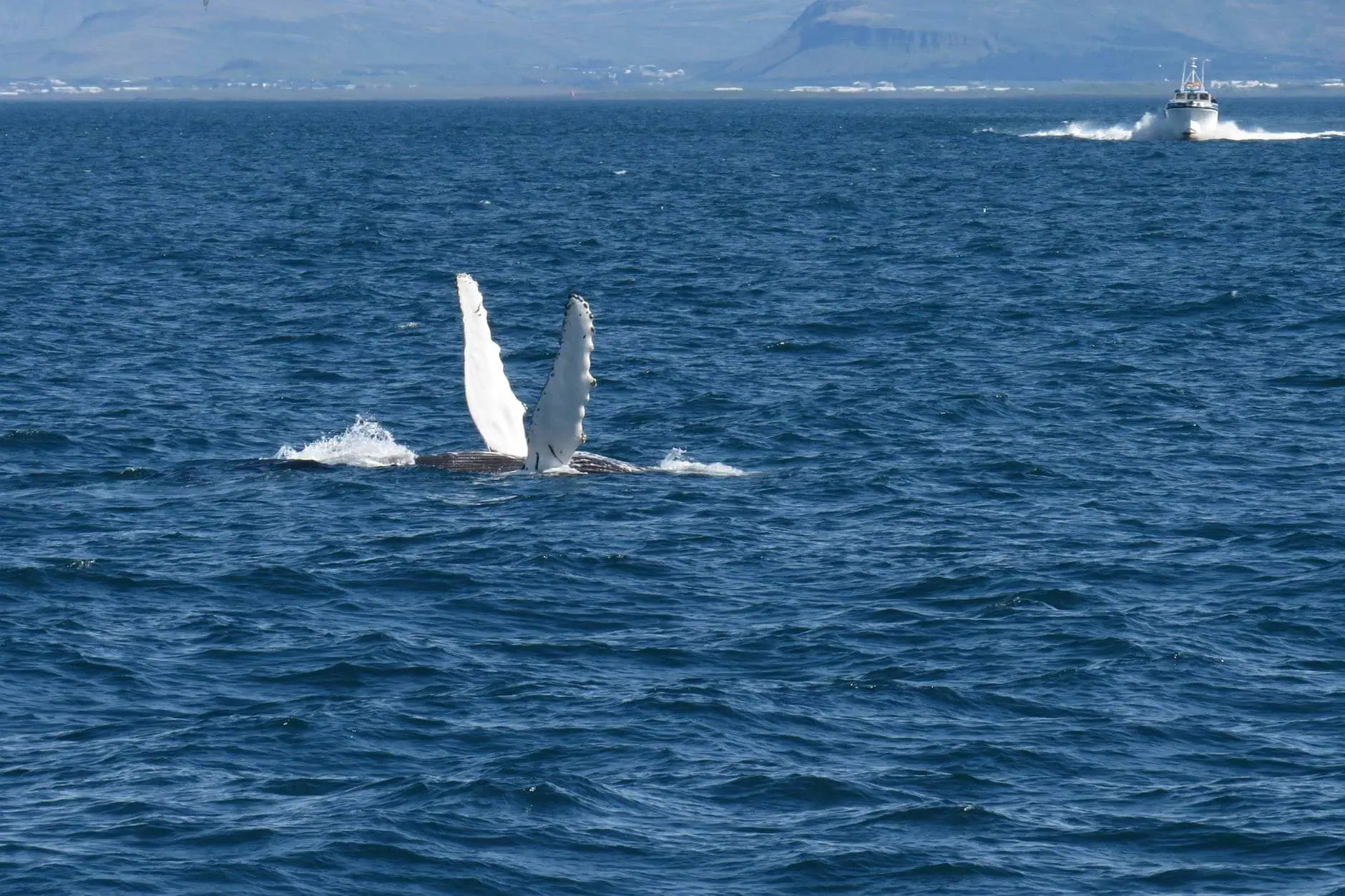 Volcans en Islande : Reykjanes actif, cratères et où voir la lave en 2026 21 Observation des baleines à Húsavík