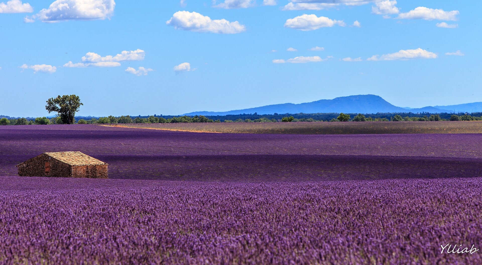 Campi di lavanda in Provenza: quando e dove andare nel 2026 49 Come fare foto perfette senza folle e il galateo