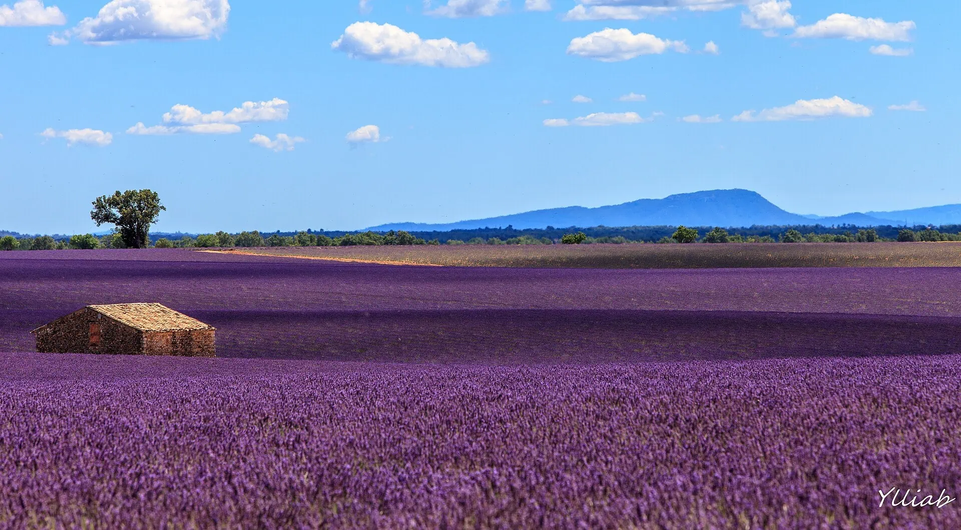 Campos de lavanda na Provence (França): quando e onde ir em 2026 9 Como tirar fotos perfeitas sem multidão e a etiqueta