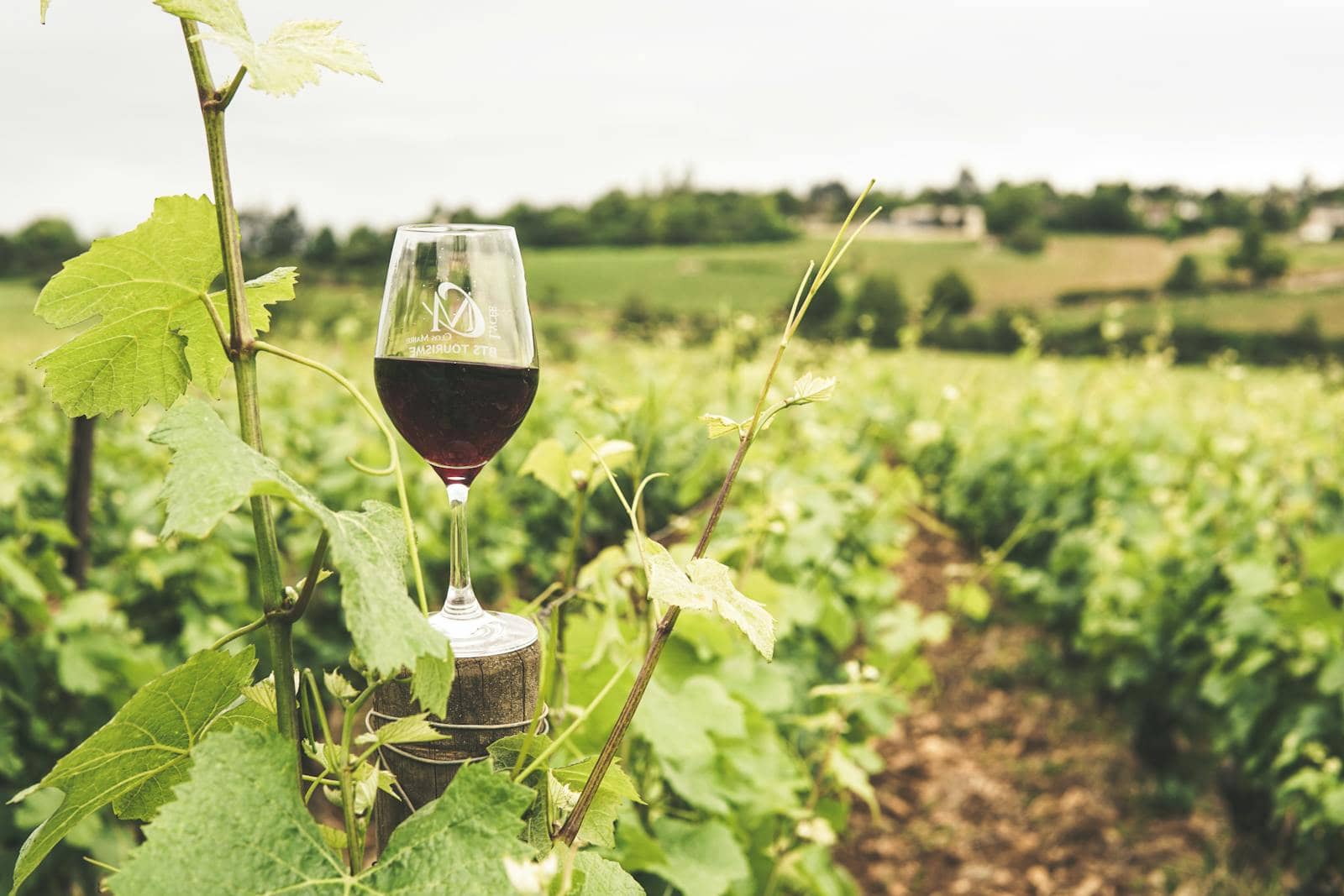 Bucătăria italiană: ce să guști regiune cu regiune (nu doar pizza) în 2026 13 Un pahar de vin roșu italian în vie