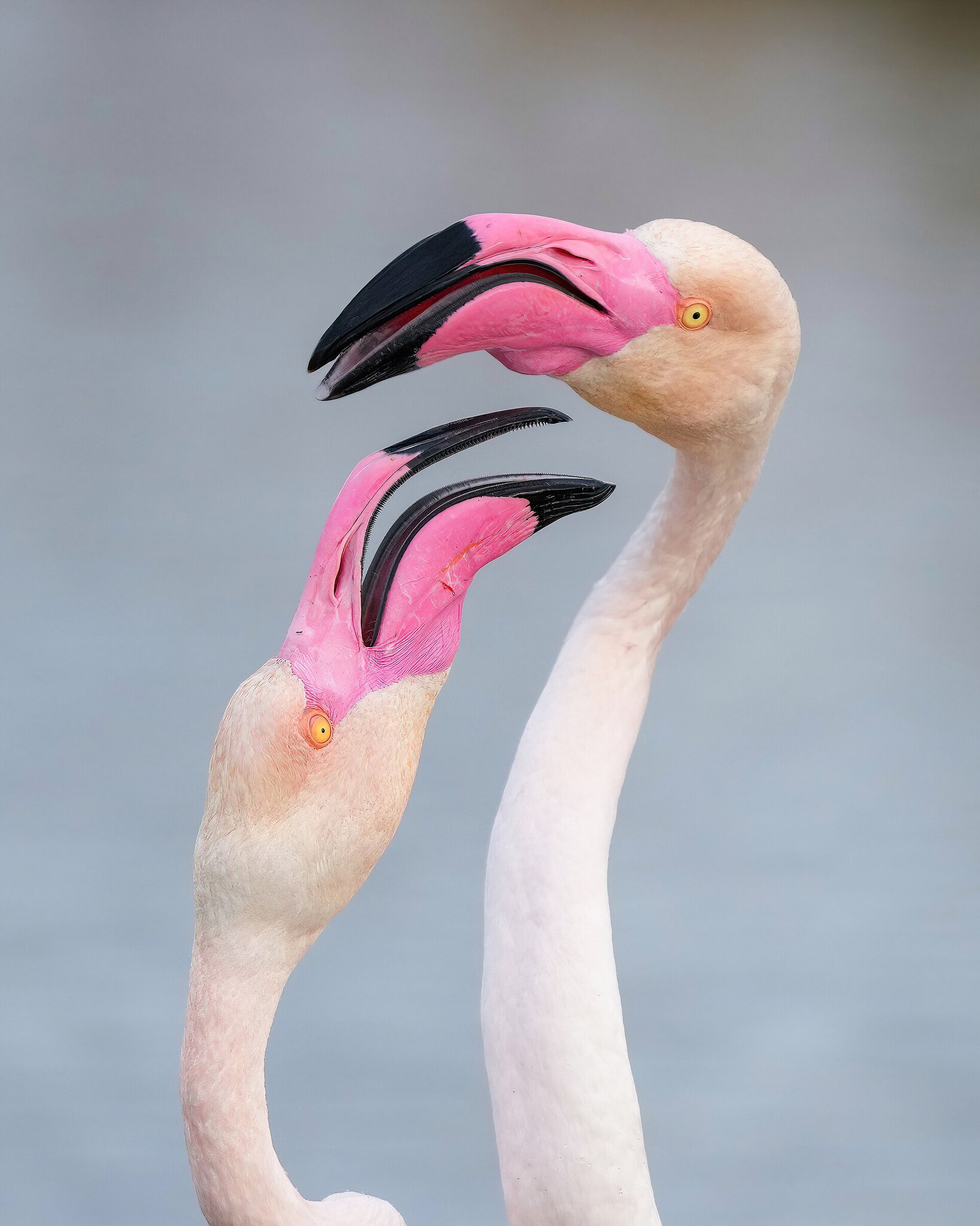 Camargue, Francja: 12 wskazówek na krainę flamingów w 2026 roku 2 Kiedy jechać do Camargue i na co się przygotować