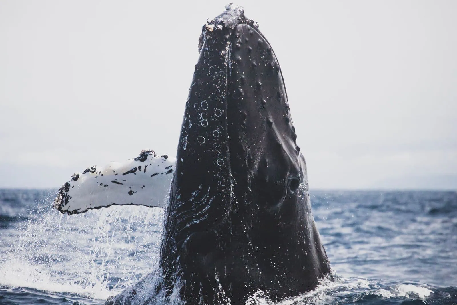 Mexico Wildlife: When and Where to See Whales, Whale Sharks and Turtles 1 Humpback whale off the coast of Mexico