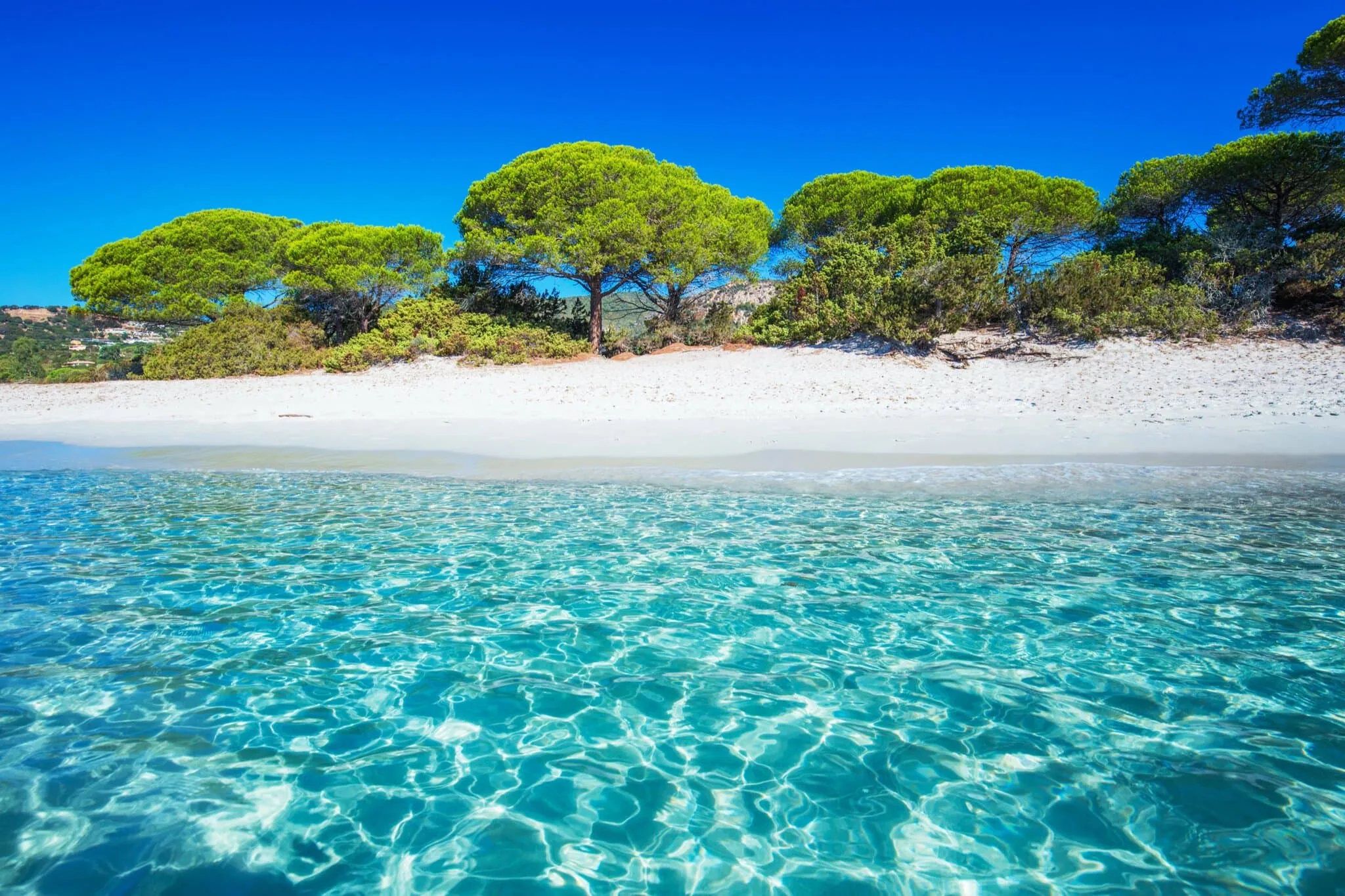 Calvi auf Korsika & die Balagne: 11 Tipps für 2026 6 Strand von Calvi auf Korsika und der Pinienwald Pinède