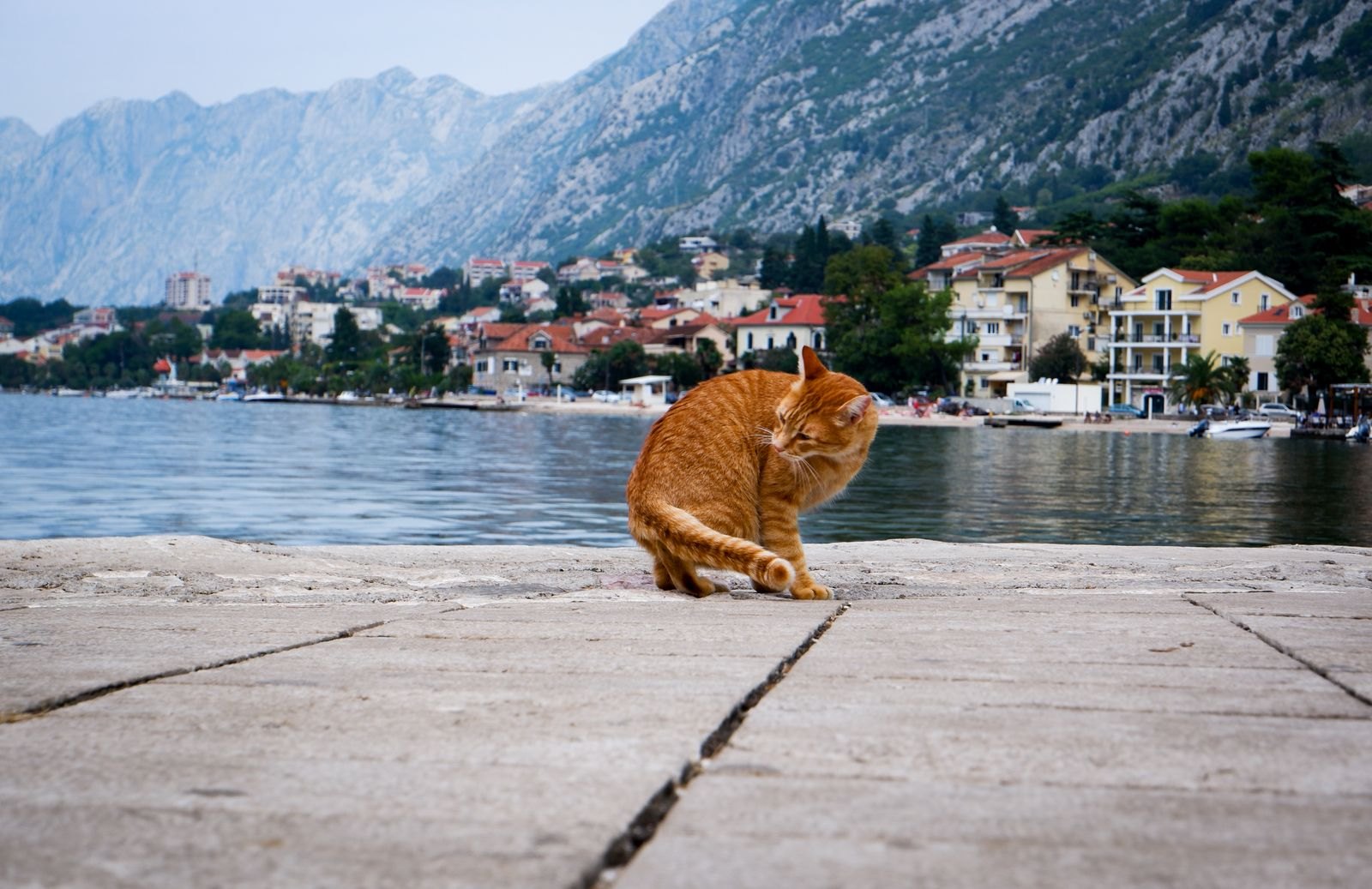 Kotor, Montenegro: 15 tips voor wat te zien en te doen in 2026 10 De katten van Kotor, de onofficiële heersers van de oude stad