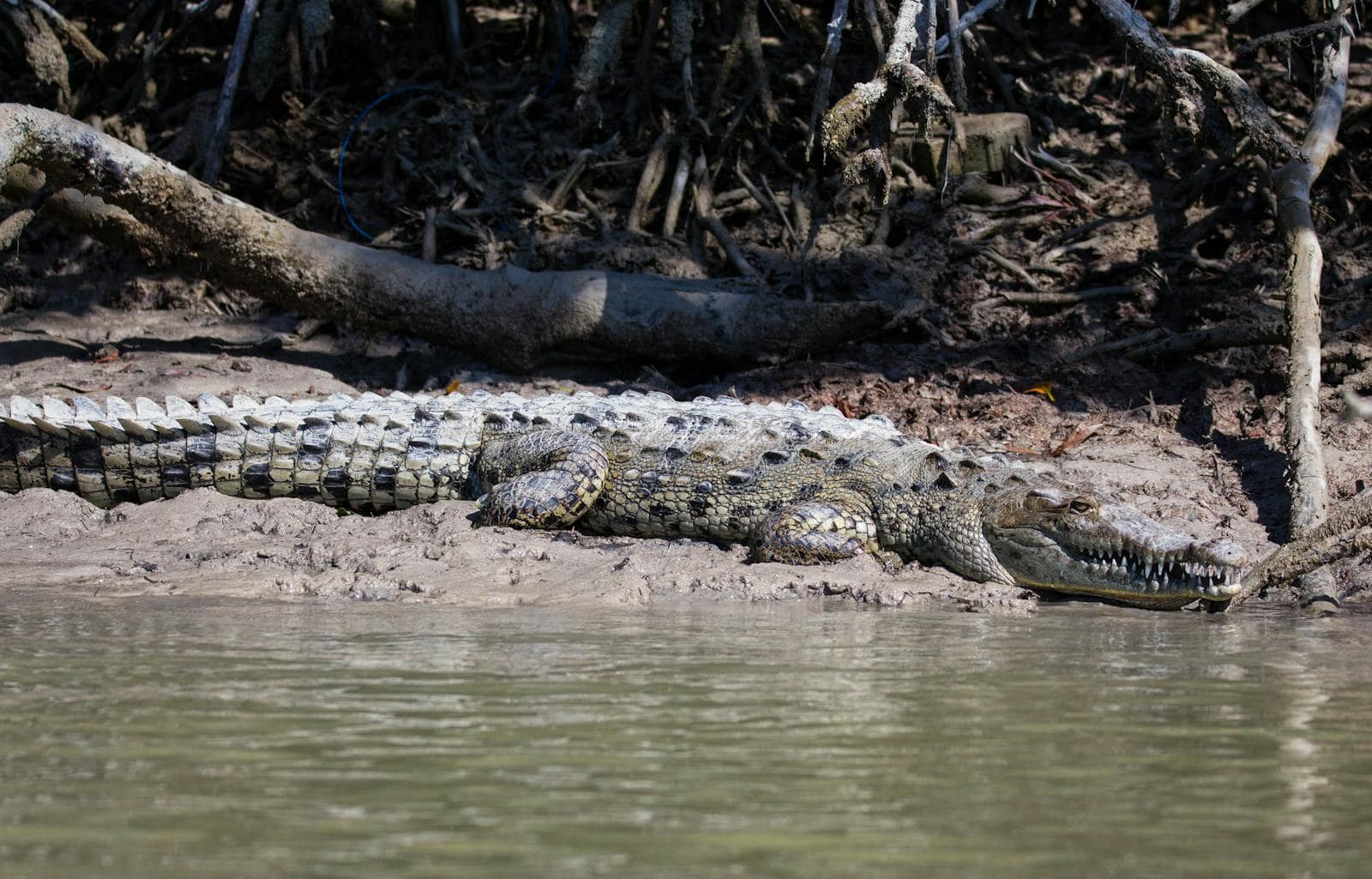 Balene și animale în Mexic: când și unde le poți vedea (rechin-balenă, țestoase) 7 Crocodil pe malul râului